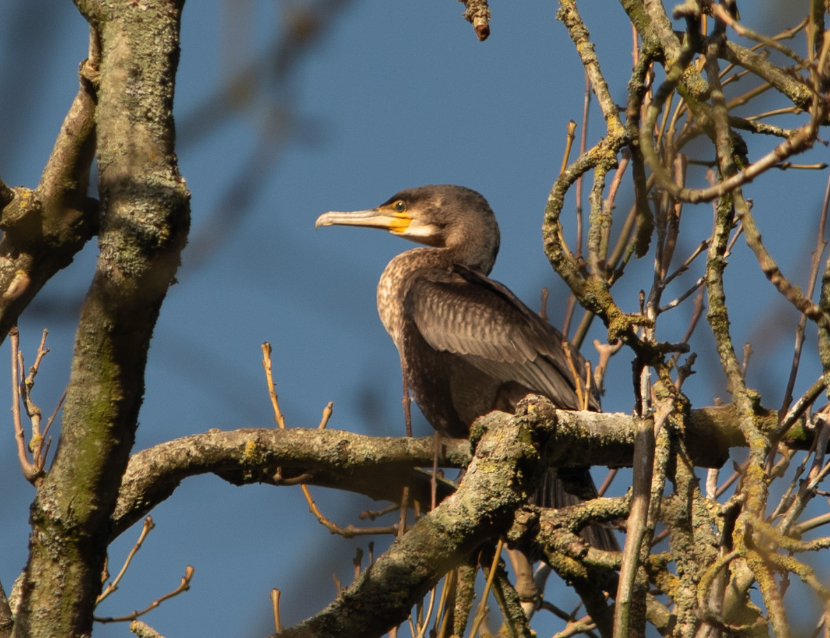 Beautiful Cormorant