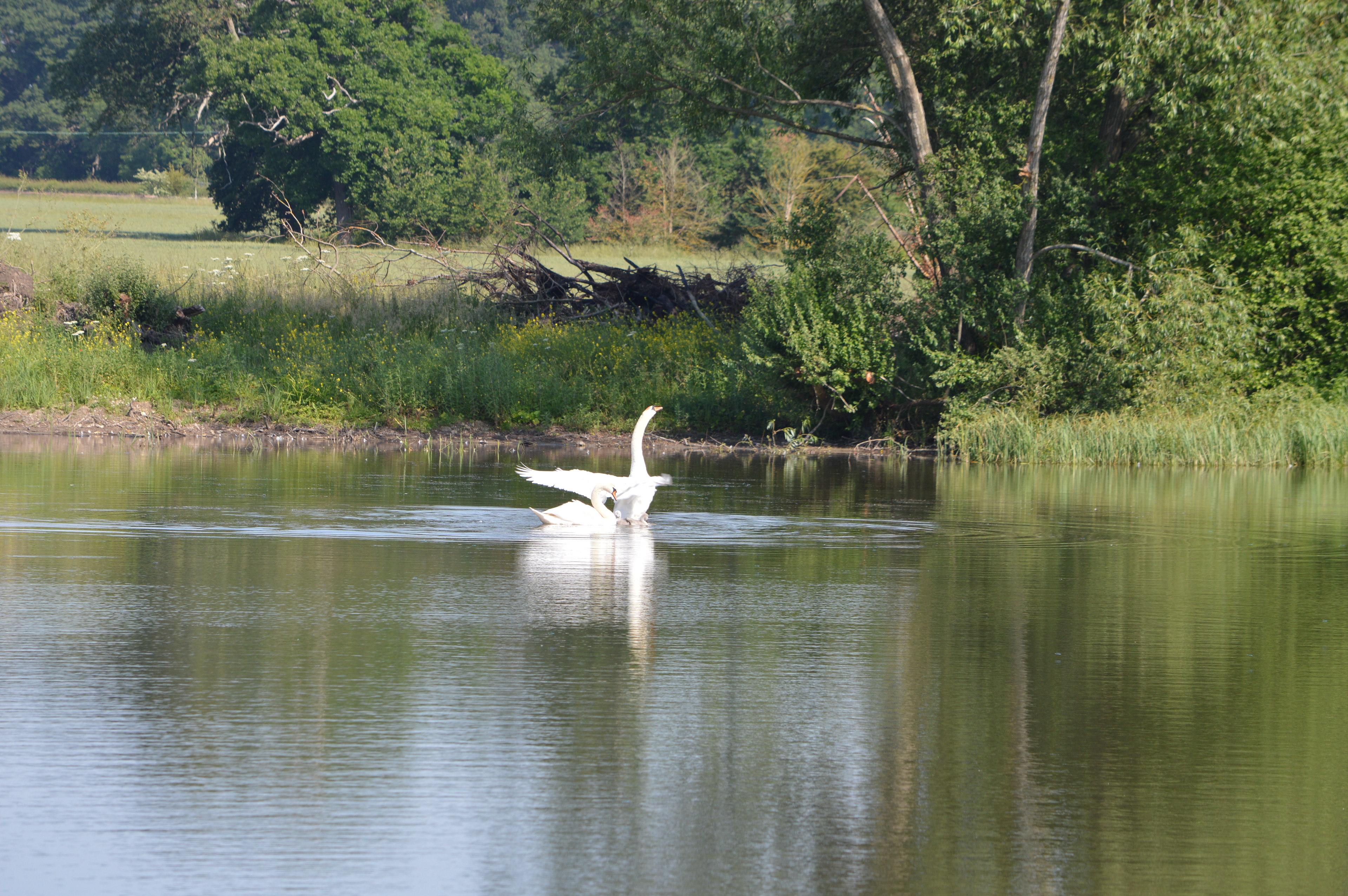 Don't mess with my kids... Kite came too close!