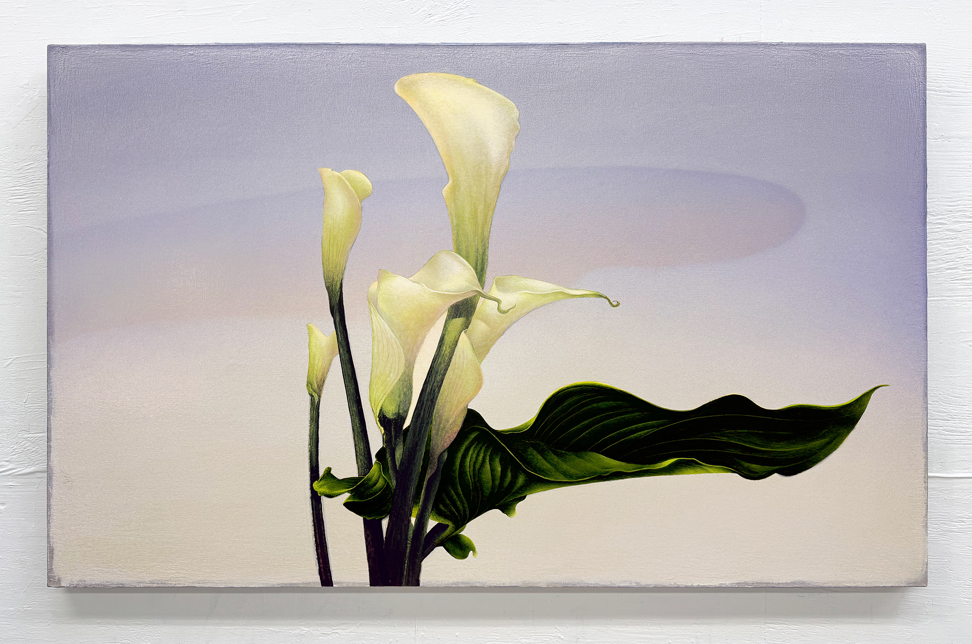 Yellow Cala Lily against a clear morning sky.