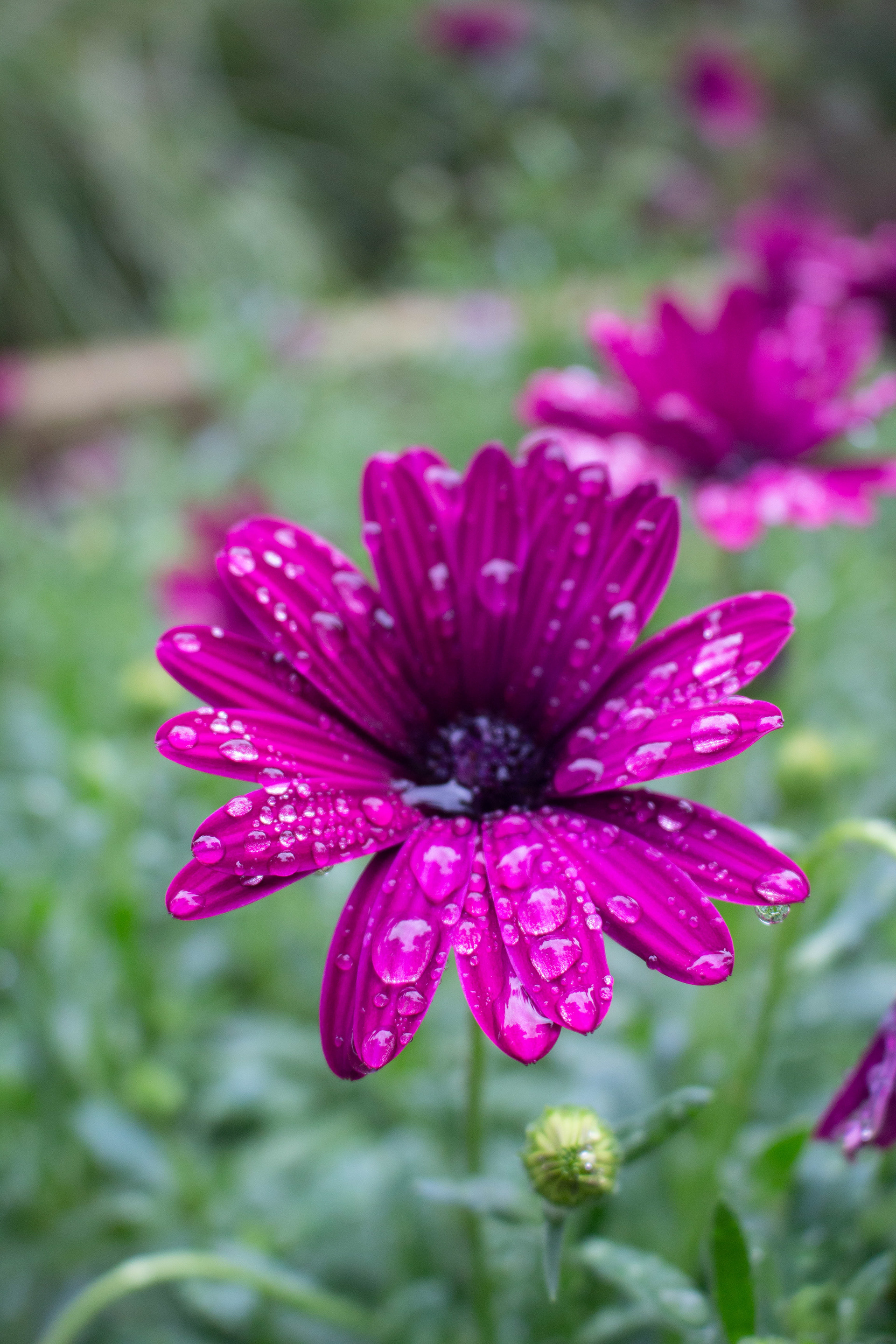 Photos of the Water Conservation Garden in Rancho San Diego (by Alexa Oslowski)