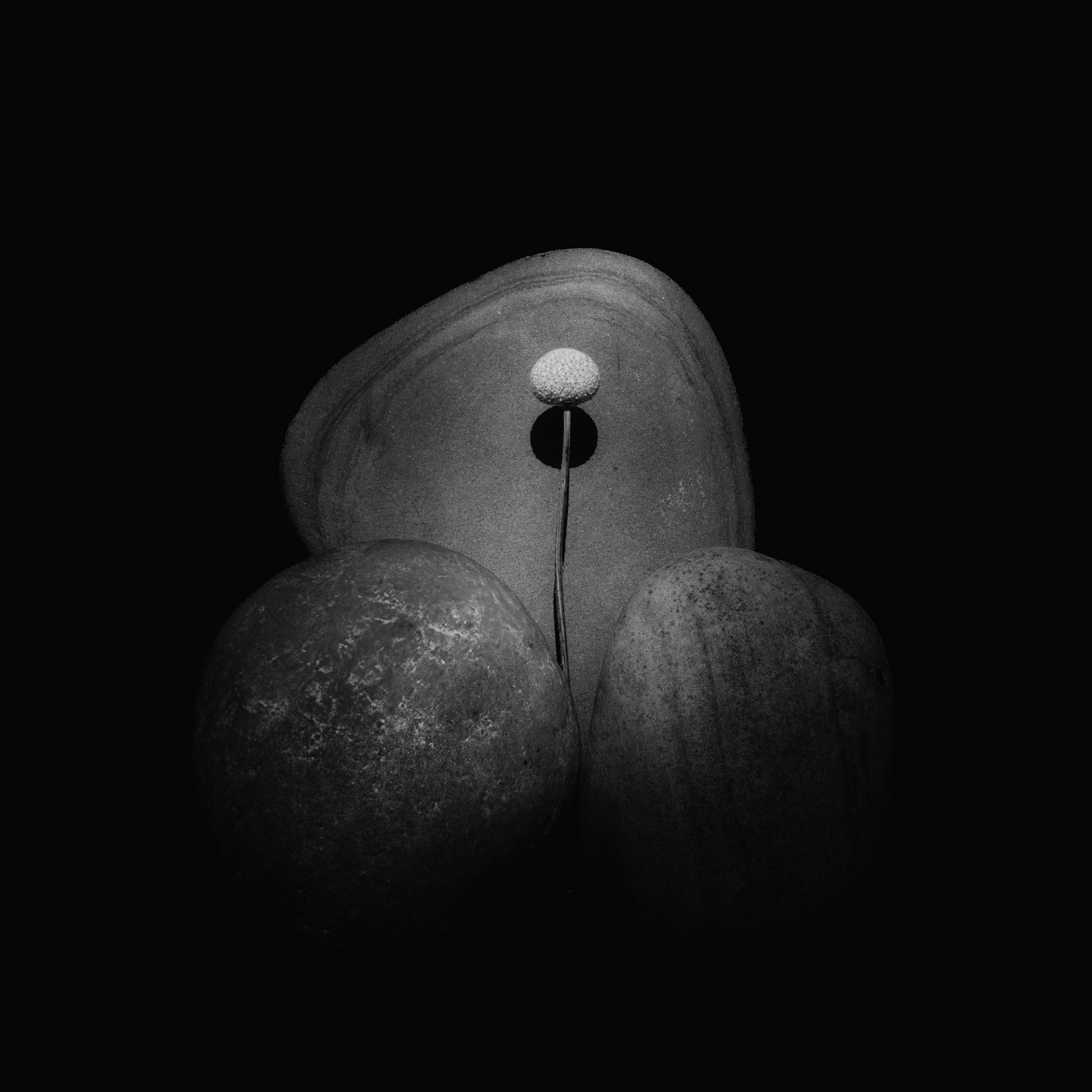 `Integrating the Shadow