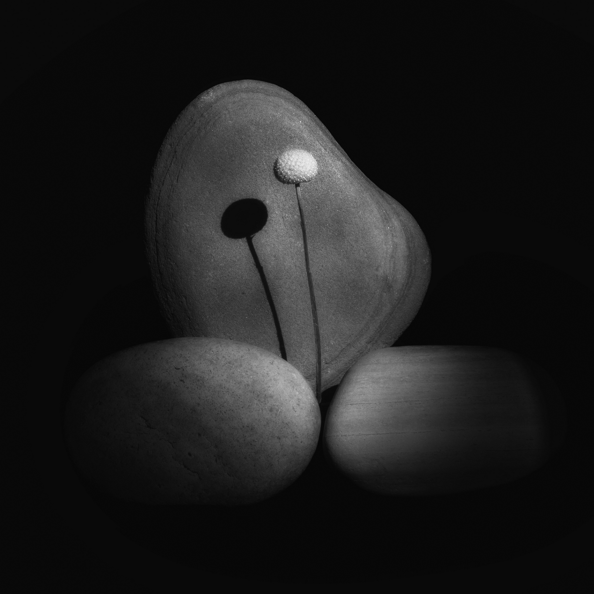 Confronting the Shadow