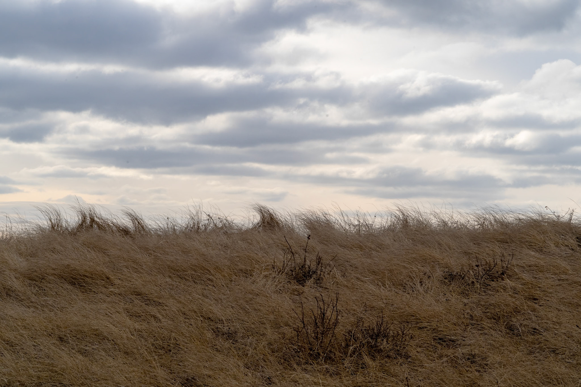 Seaside Grasses
