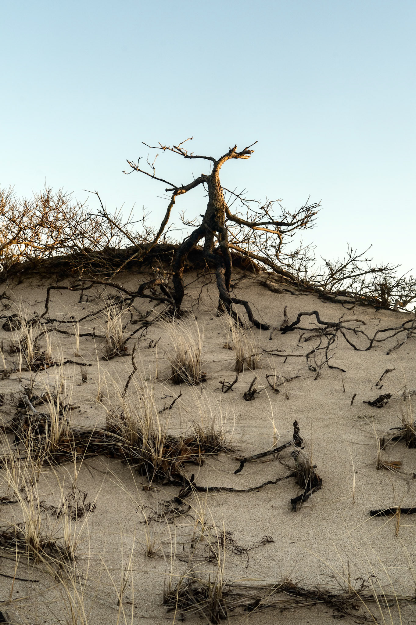 Dune Tree