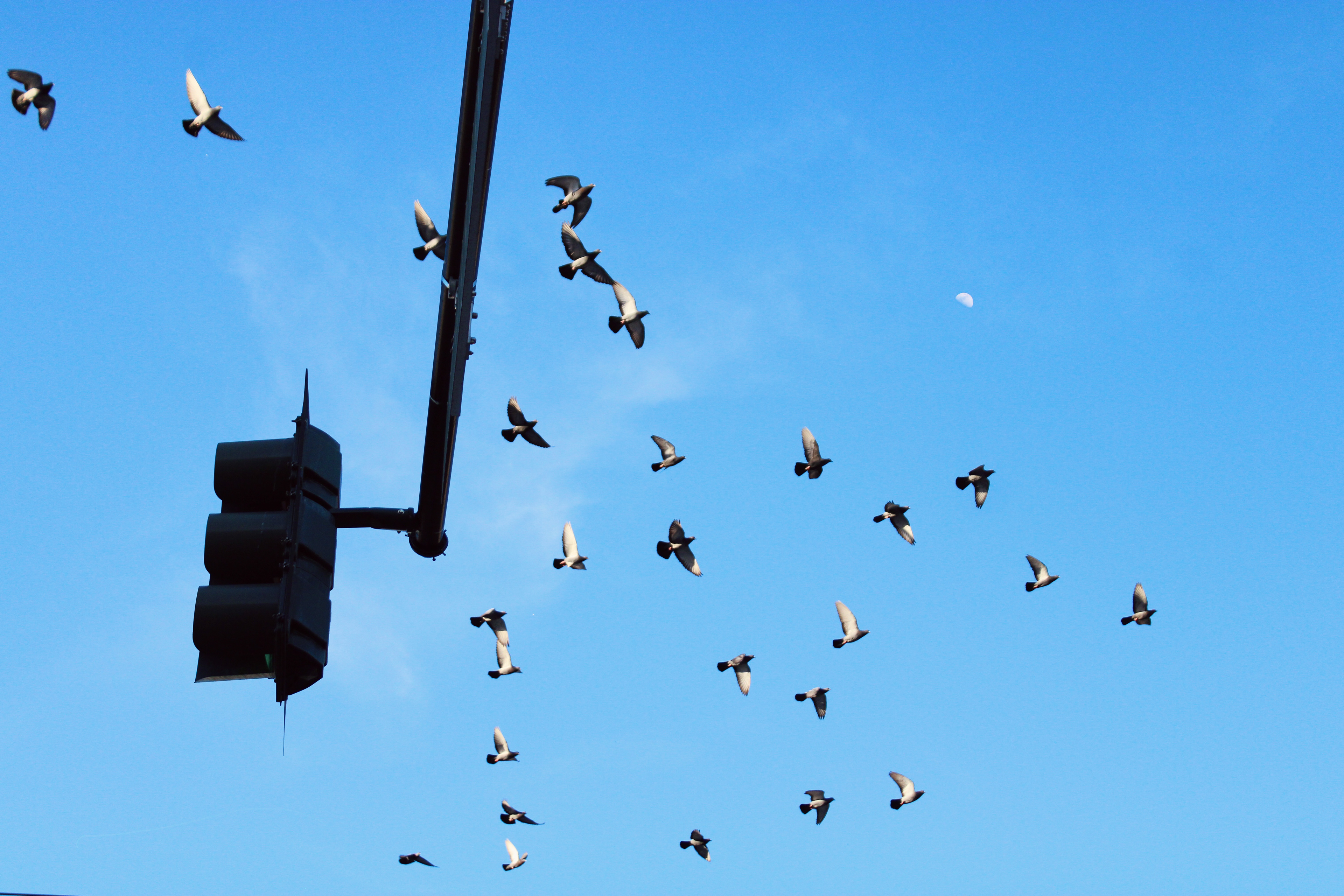 Birds, 2022