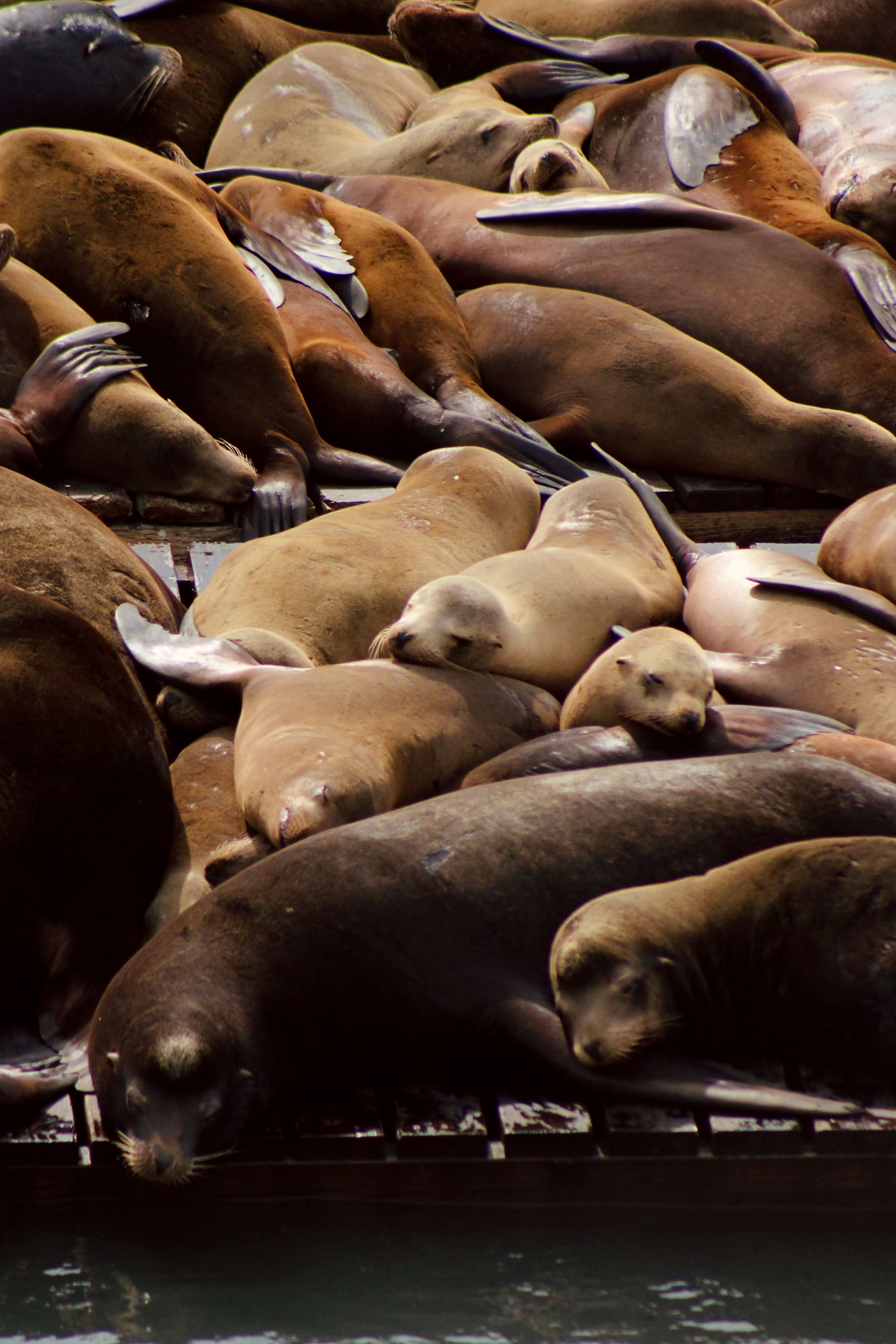 Sea Lions, 2021