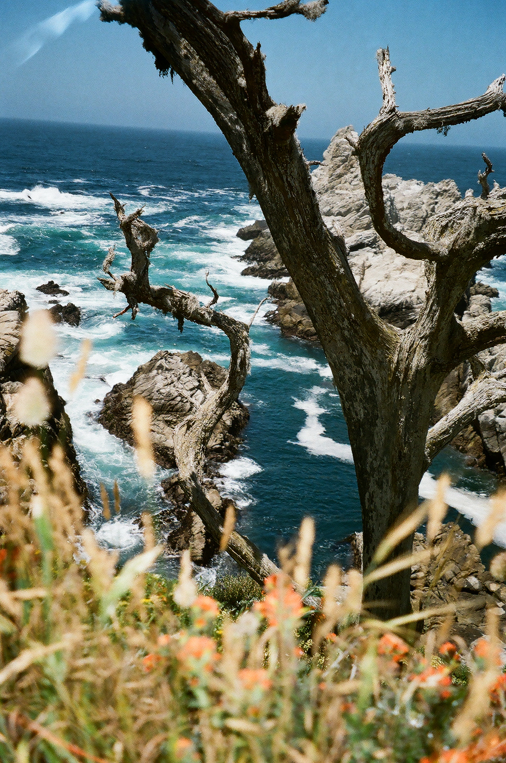 Big Sur, 35mm film, 2024