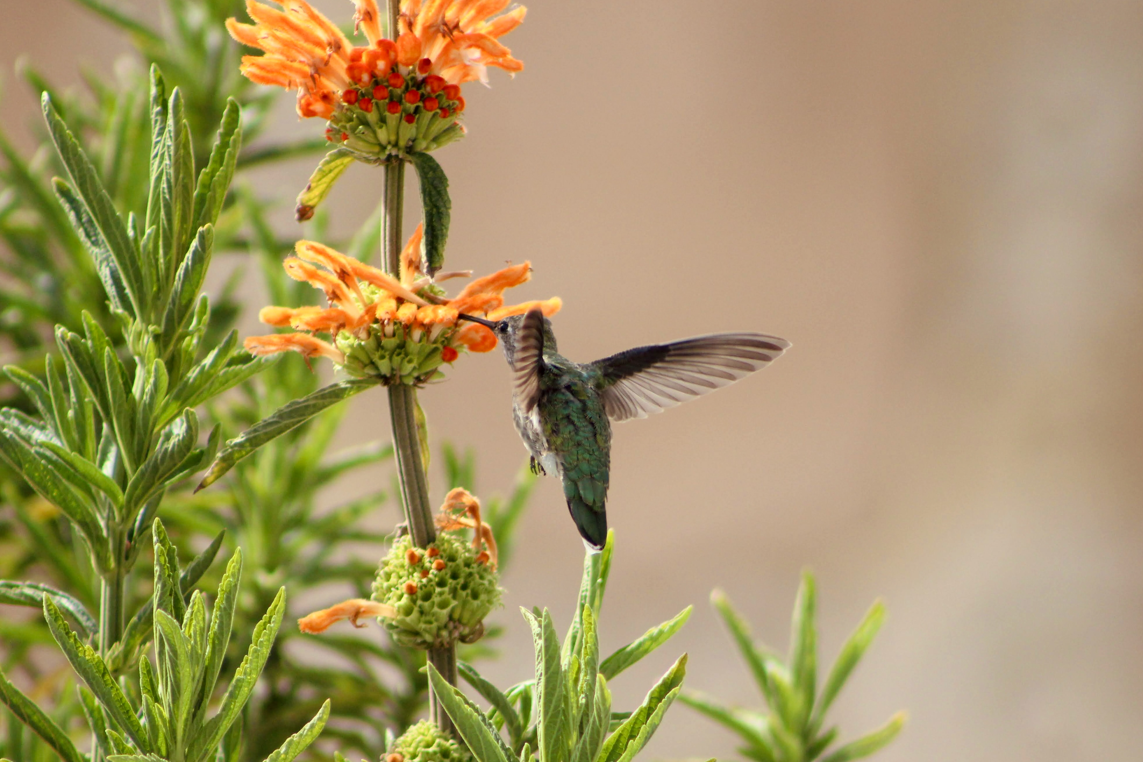 Hummingbird, 2021