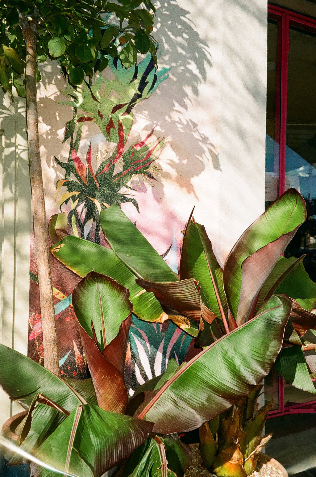 Mission Plants, 35mm film, 2022