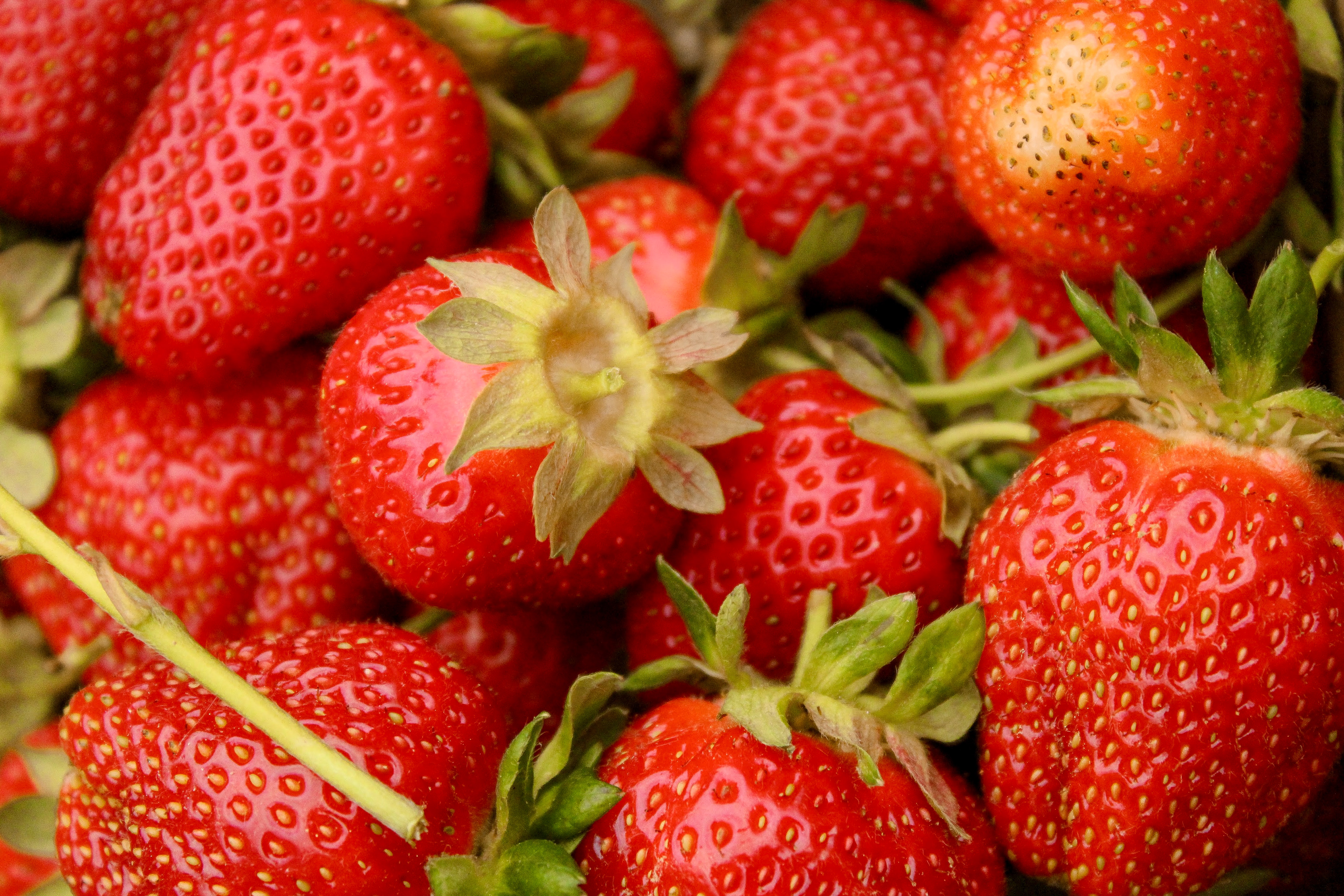 Strawberries, 2019
