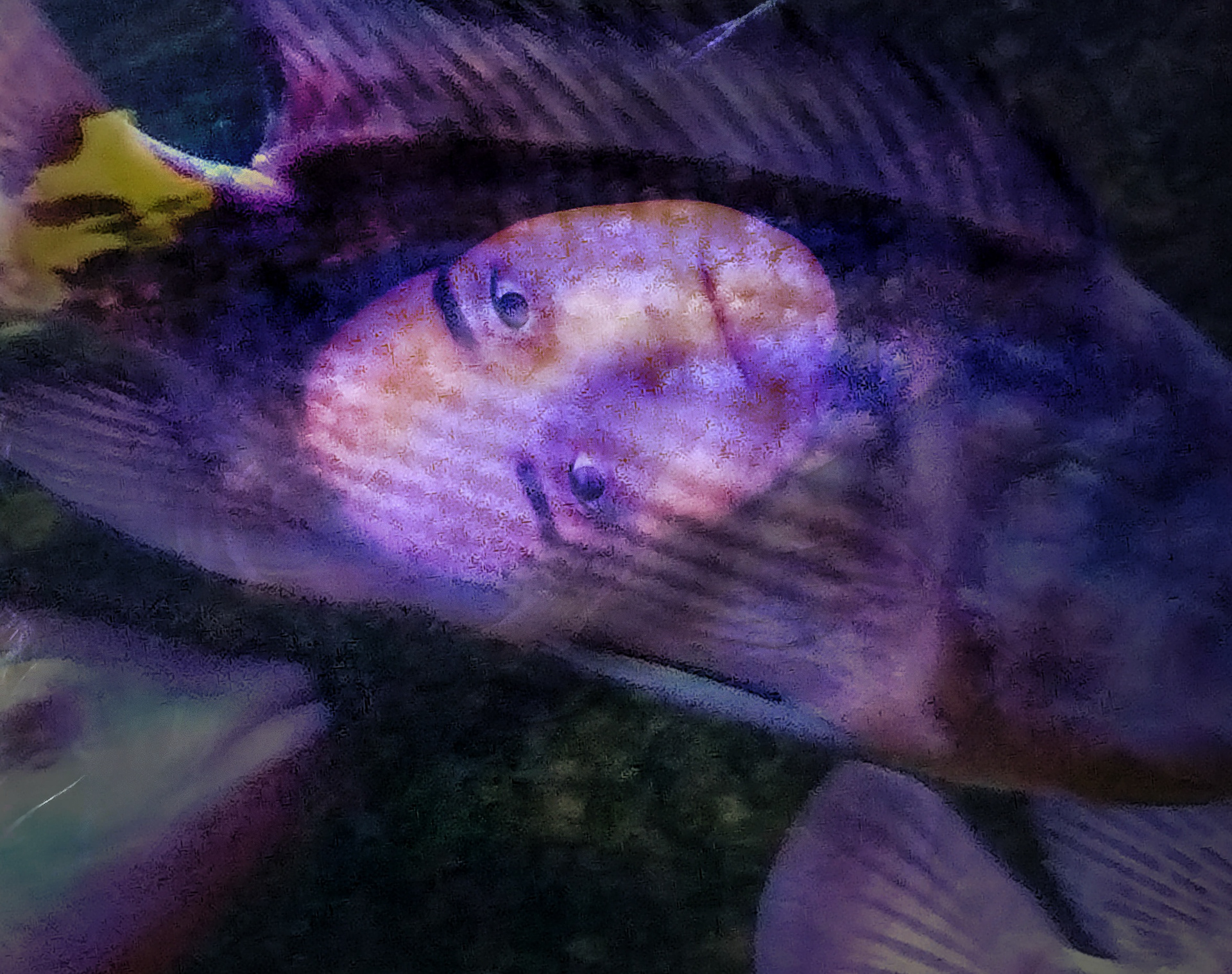 Drowned