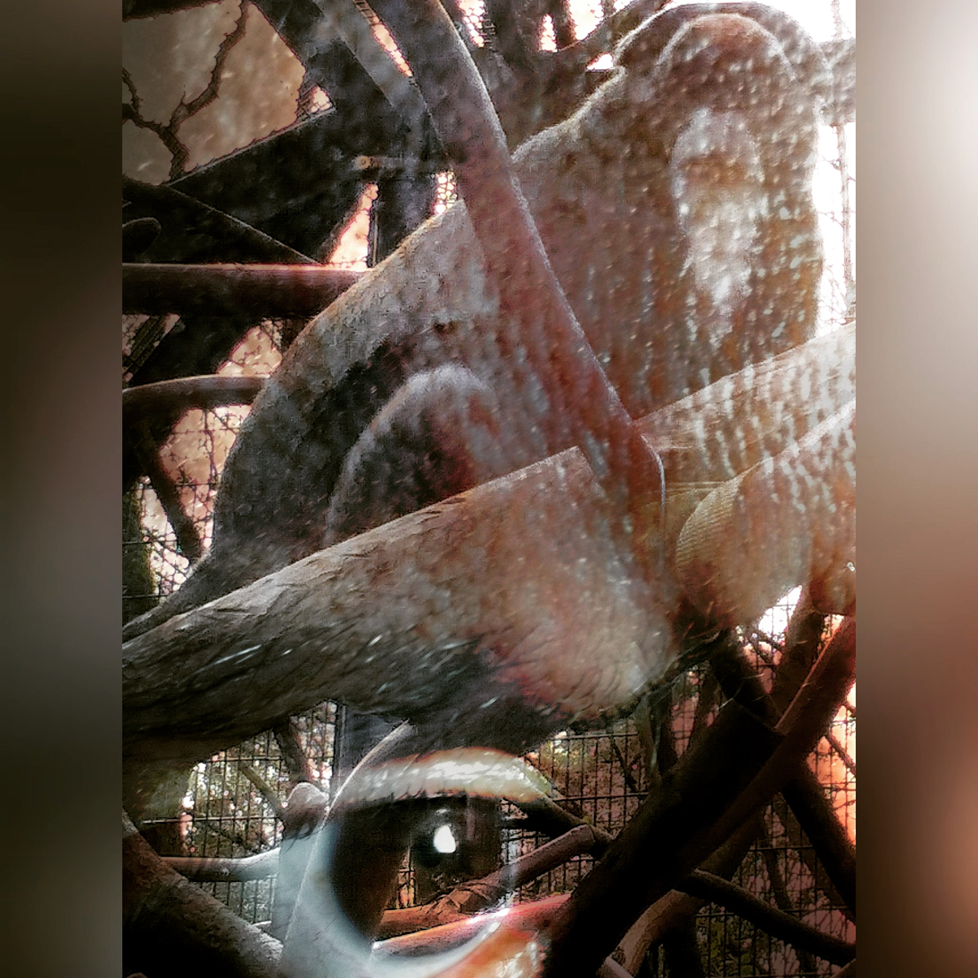 Eye of the Monkey