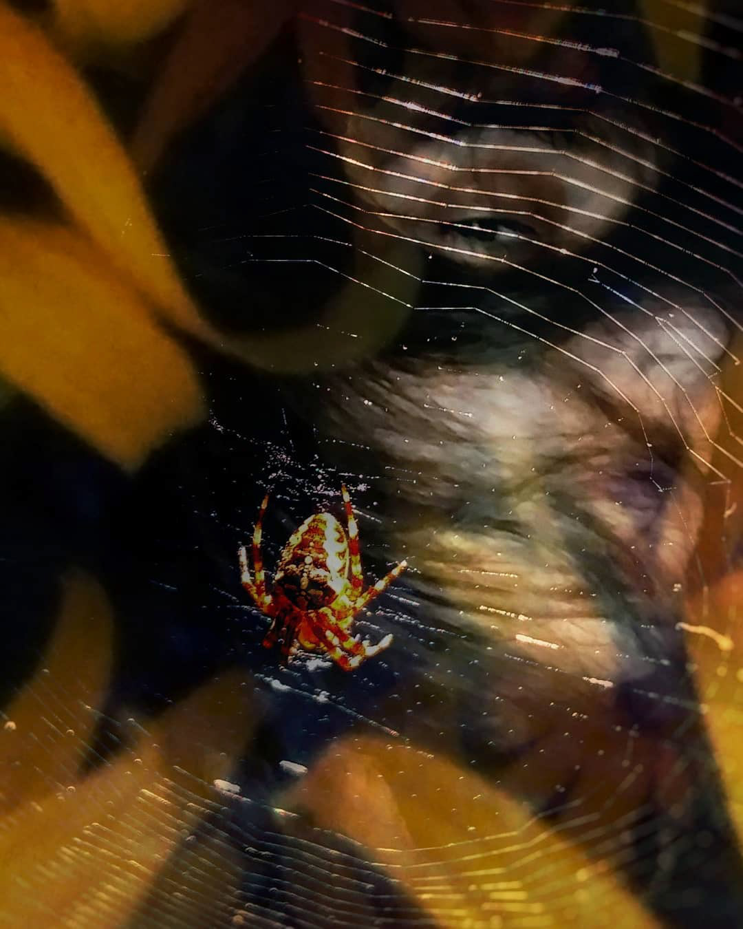 Webbed Susan