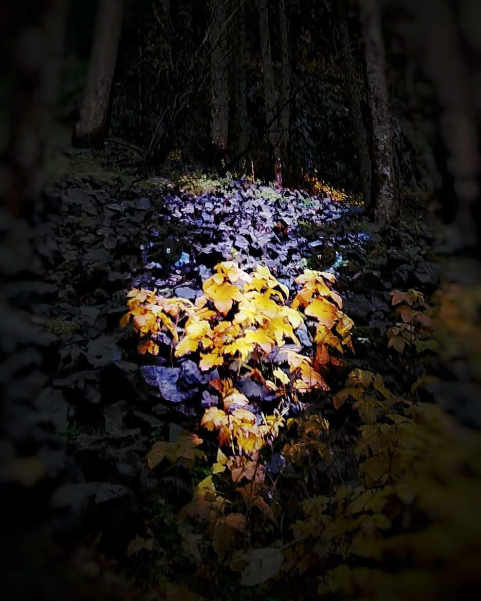 Forest Eyes