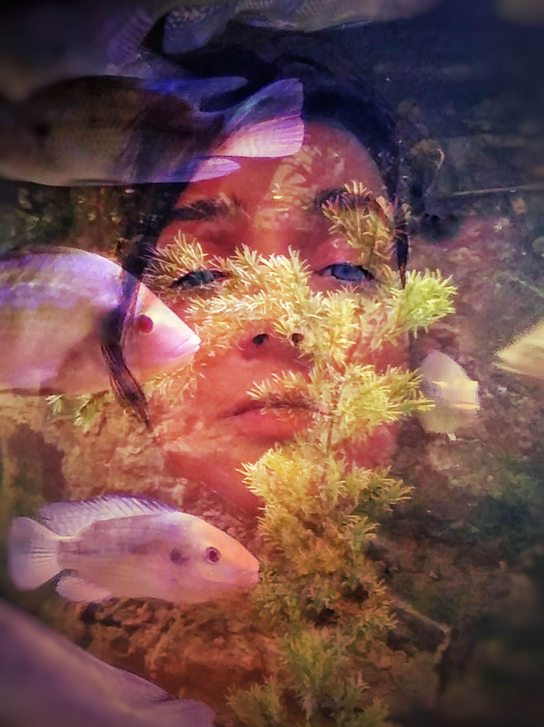 Cichlids at the Surface
