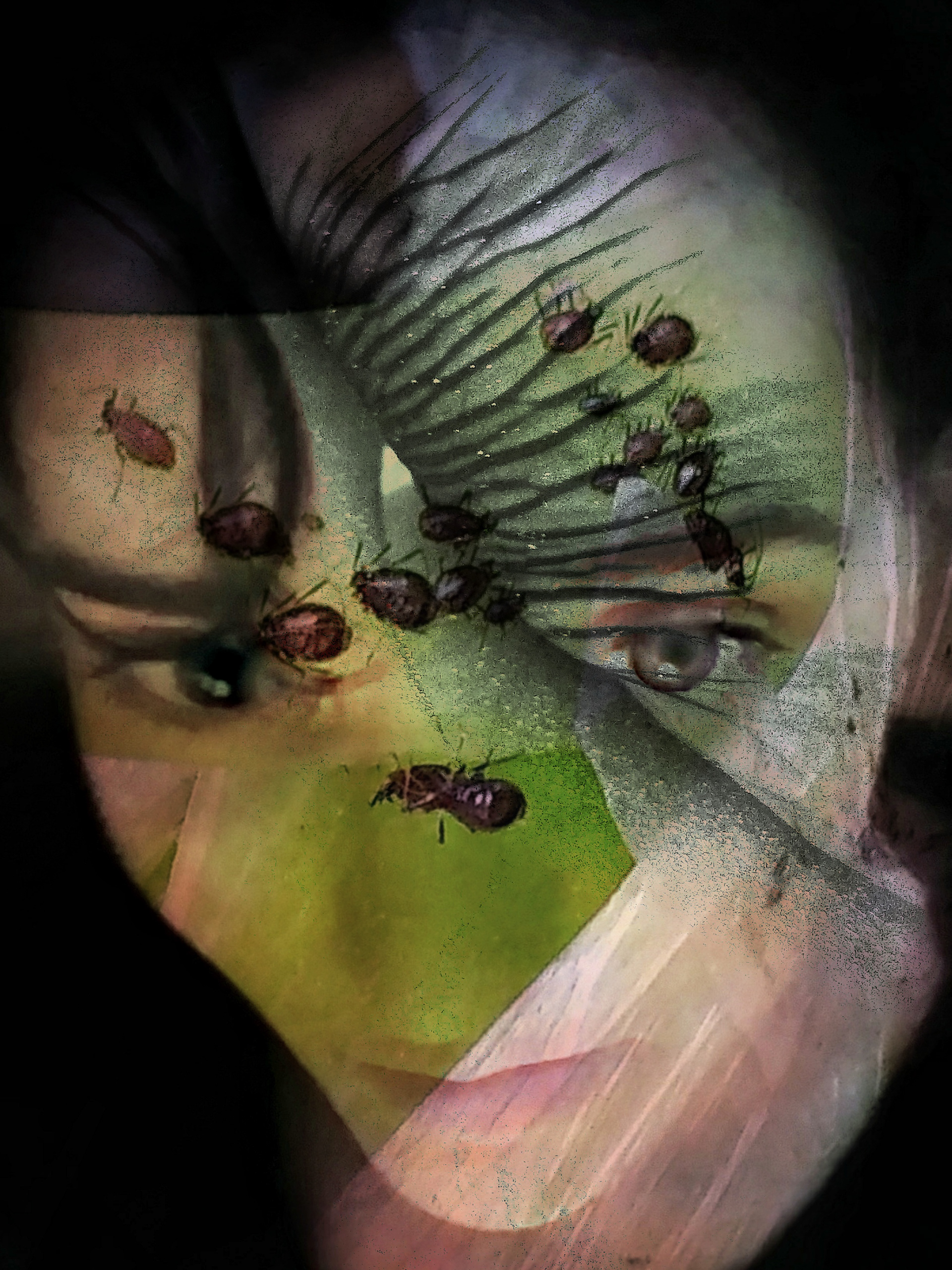 Aphids in the Ant Farm