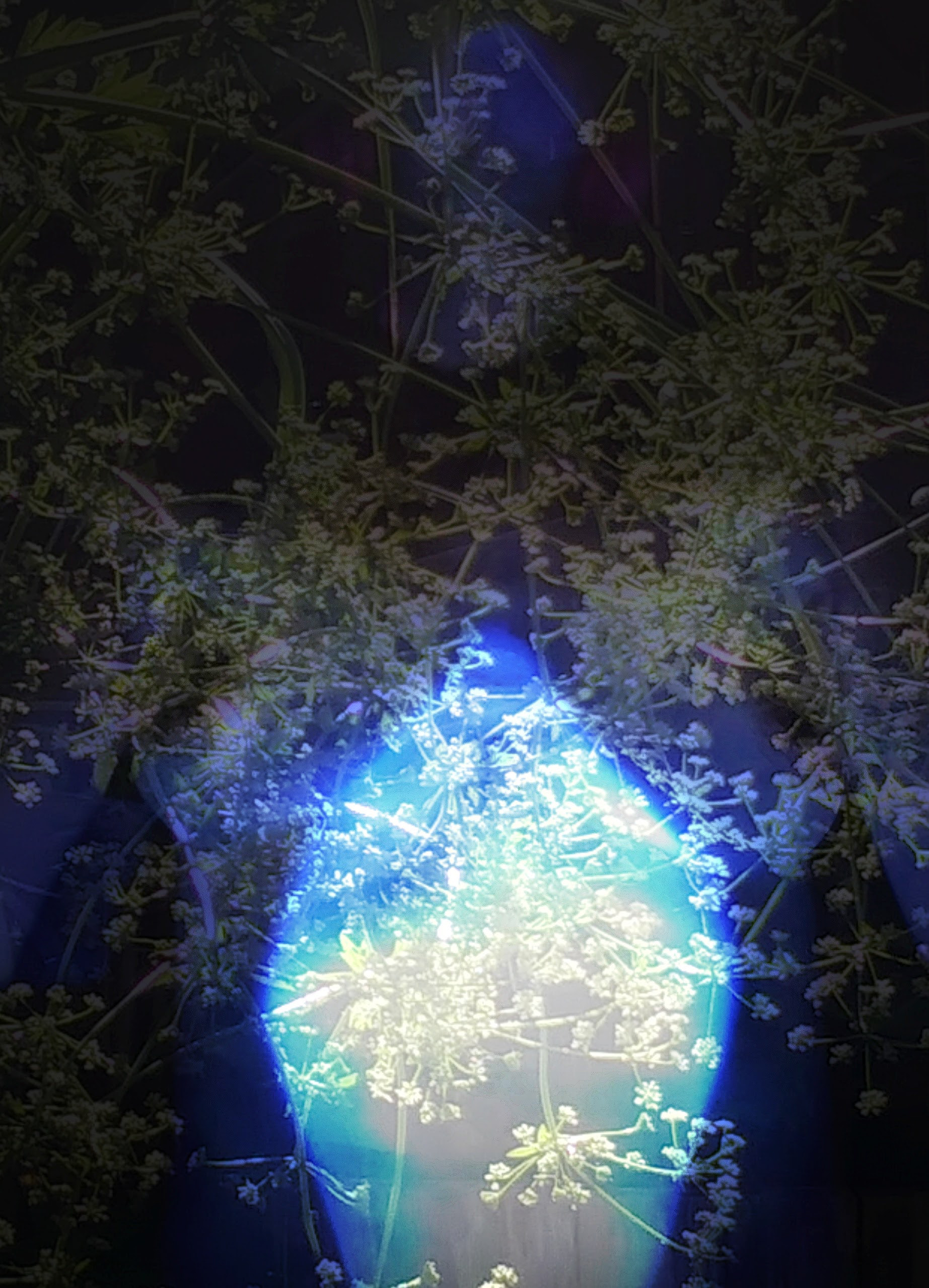 Garden Heart