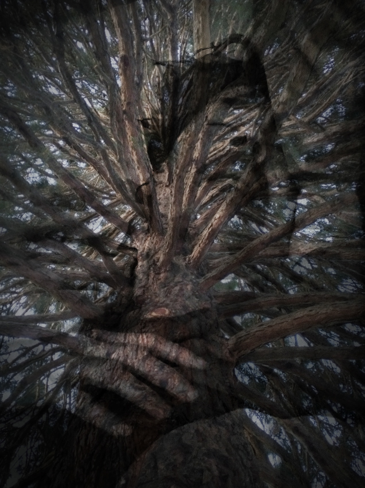 Asleep in the Boughs