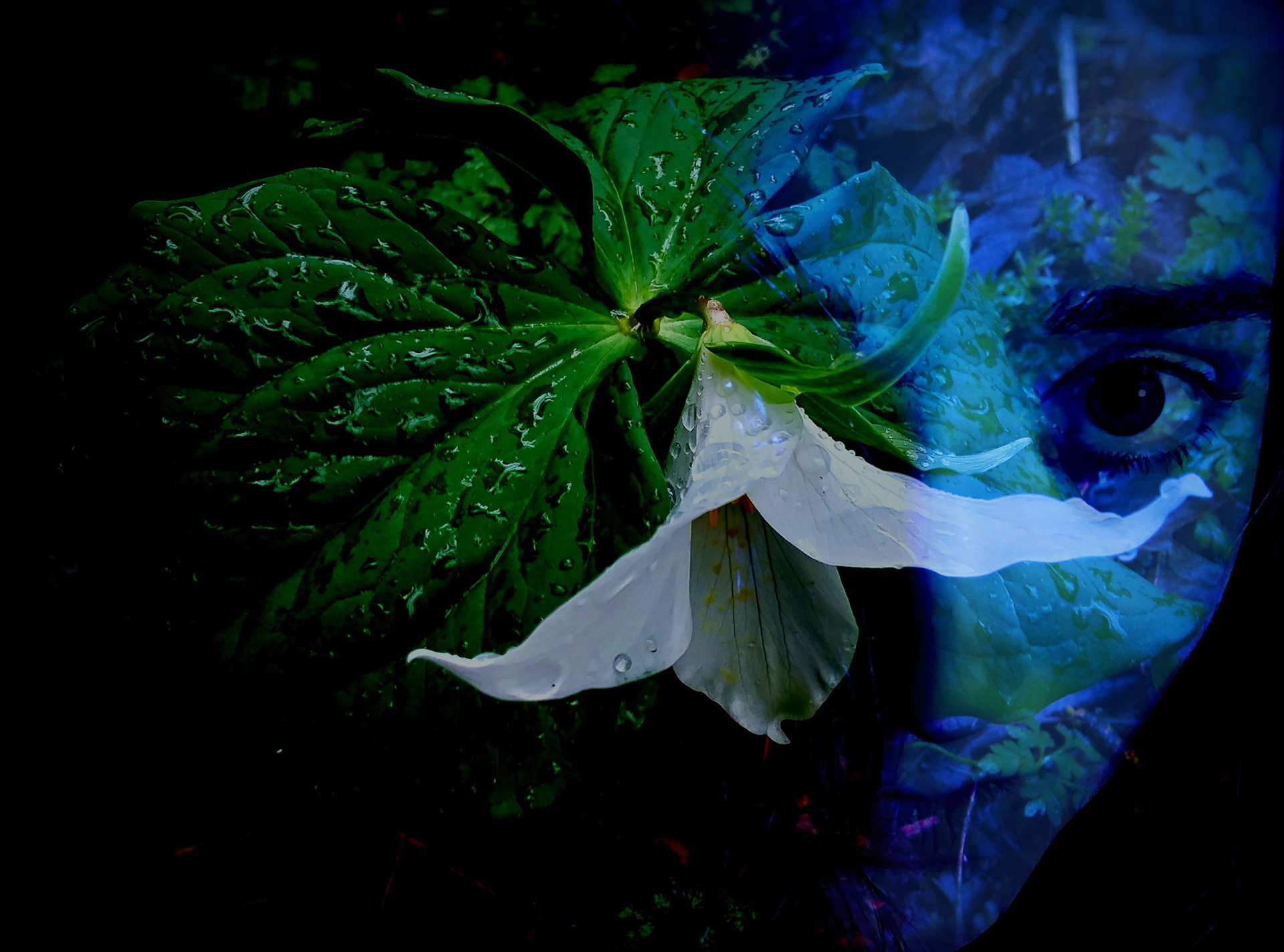 Trillium