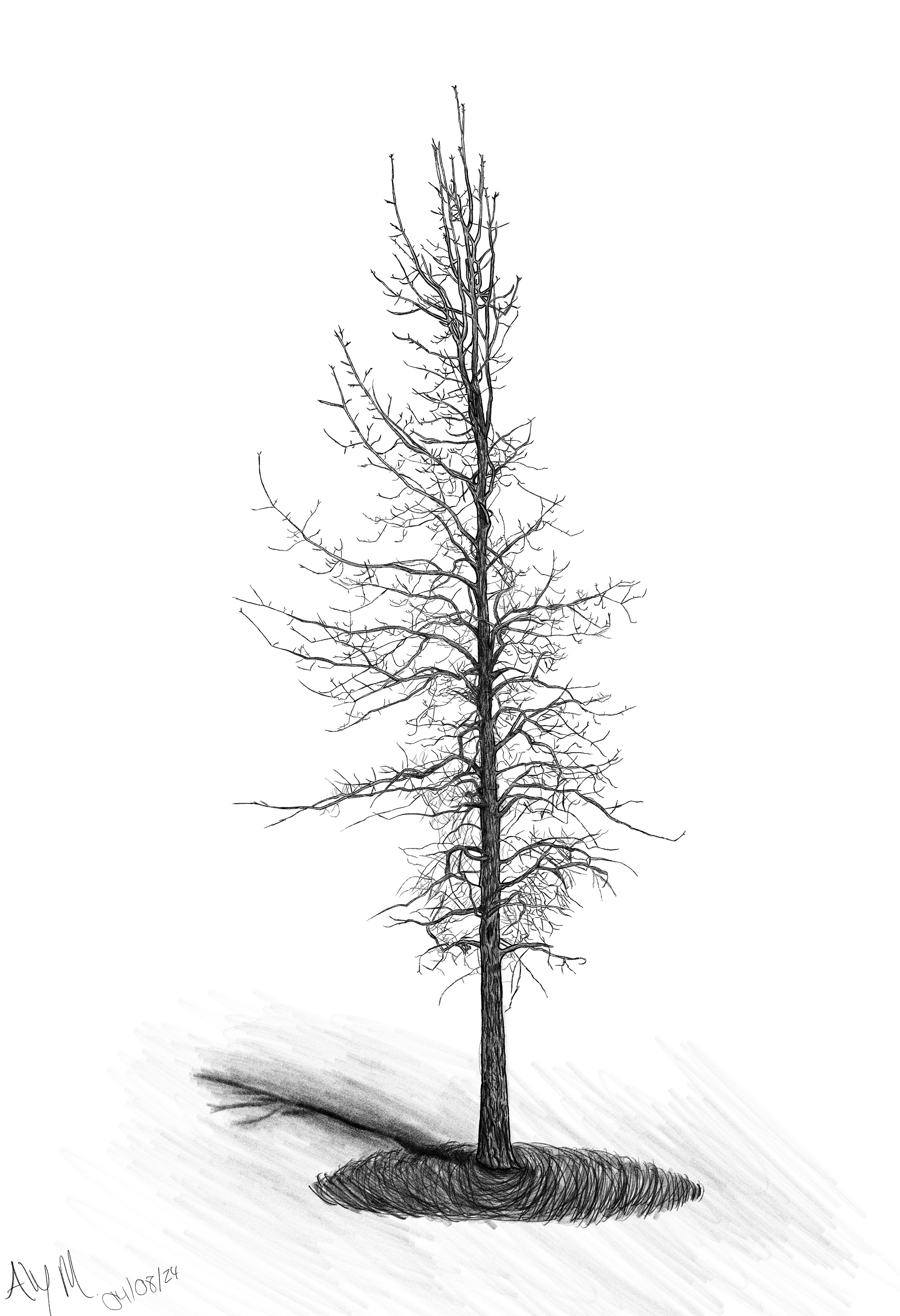 Winter Tree