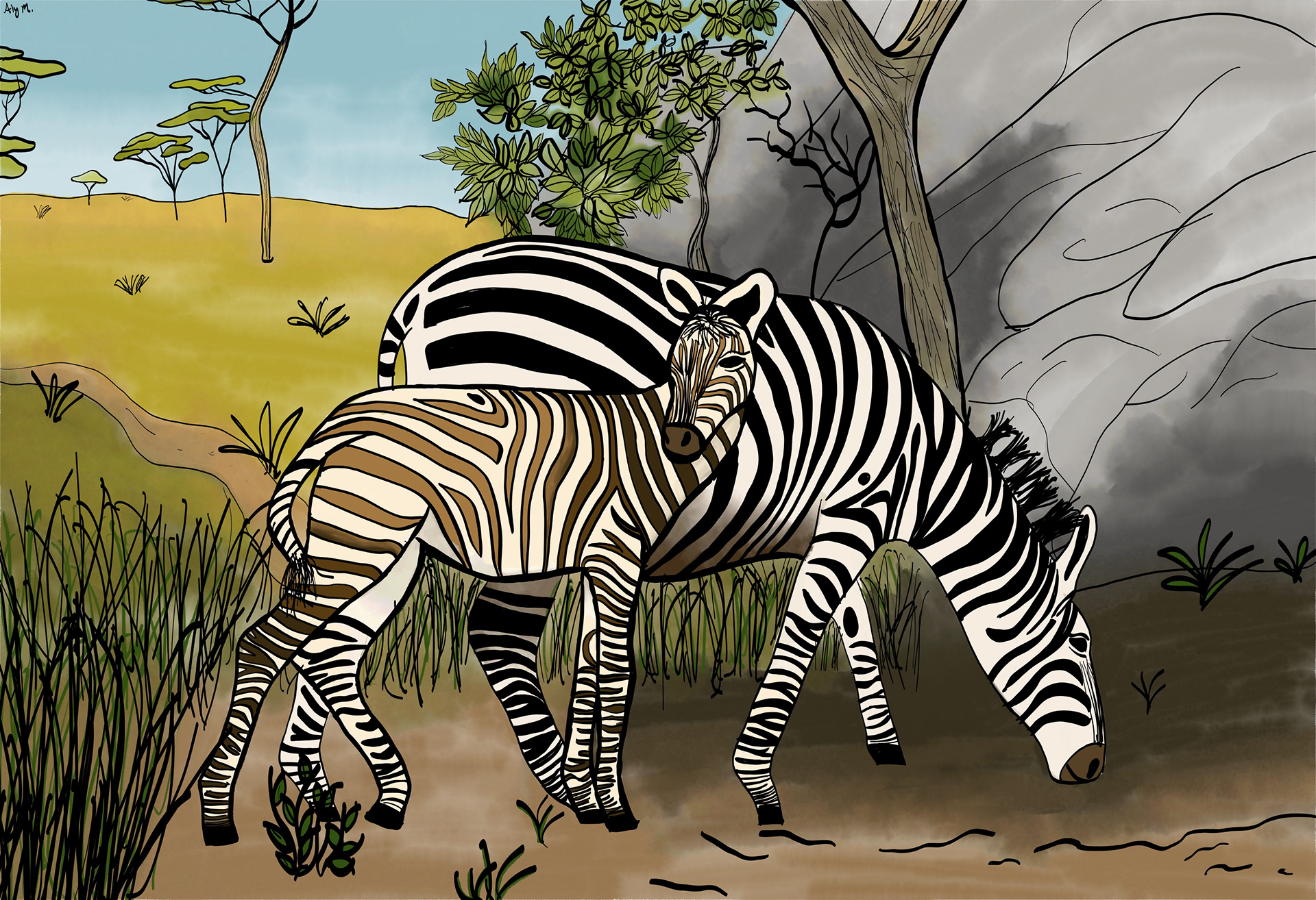 Zebras, Tablet Drawing