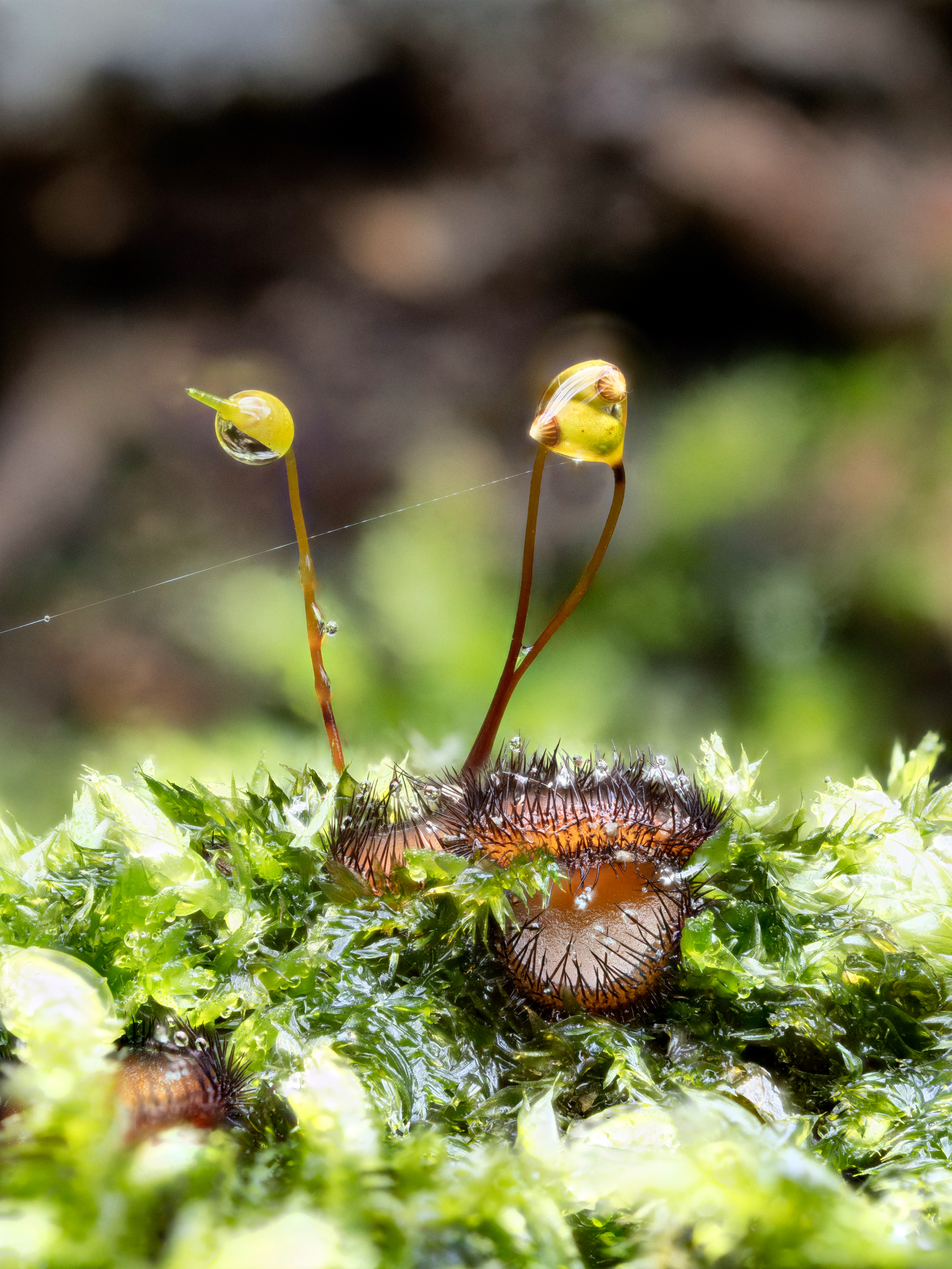 Eyelash Fungus
