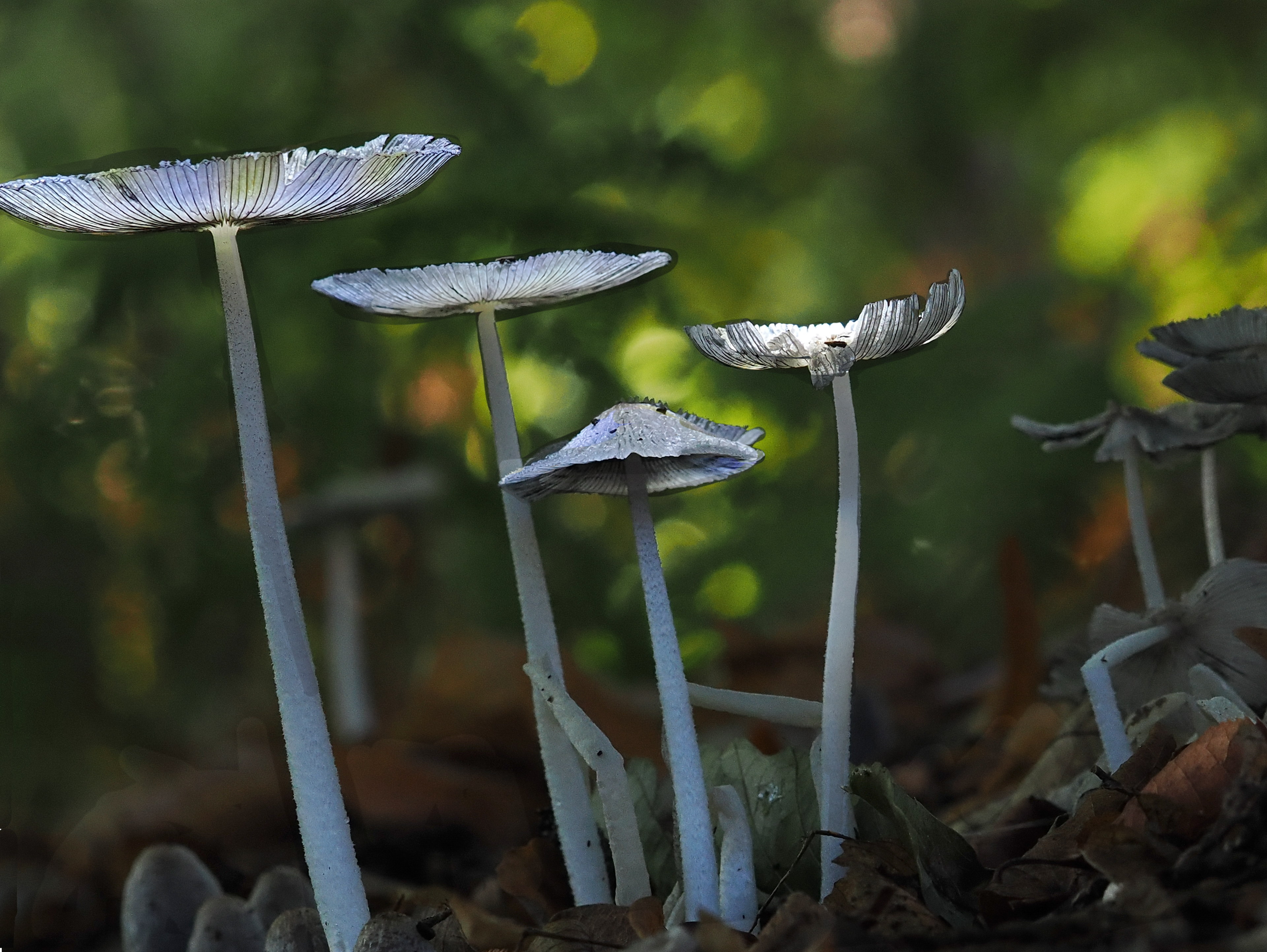 Brittlestems