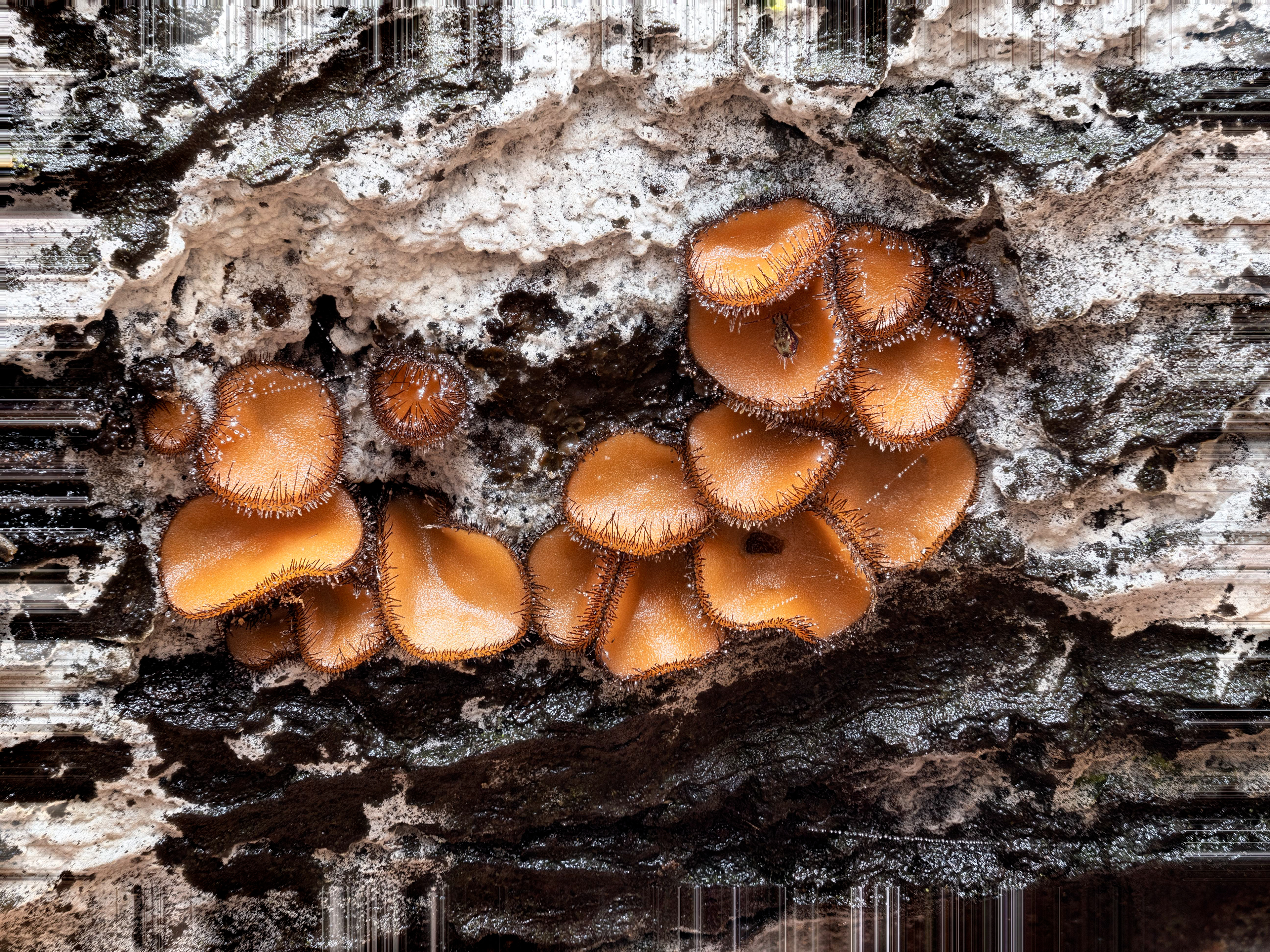 Eyelash Fungus