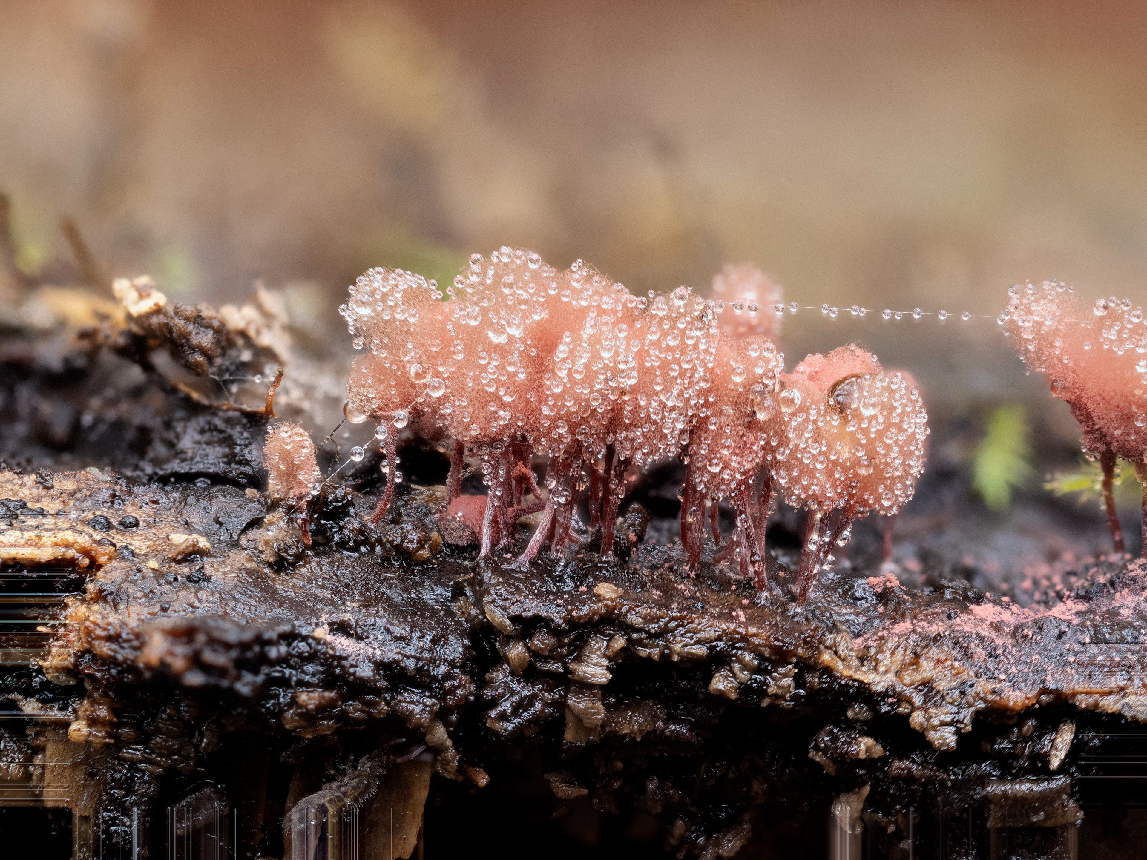 Arcyria Denudata