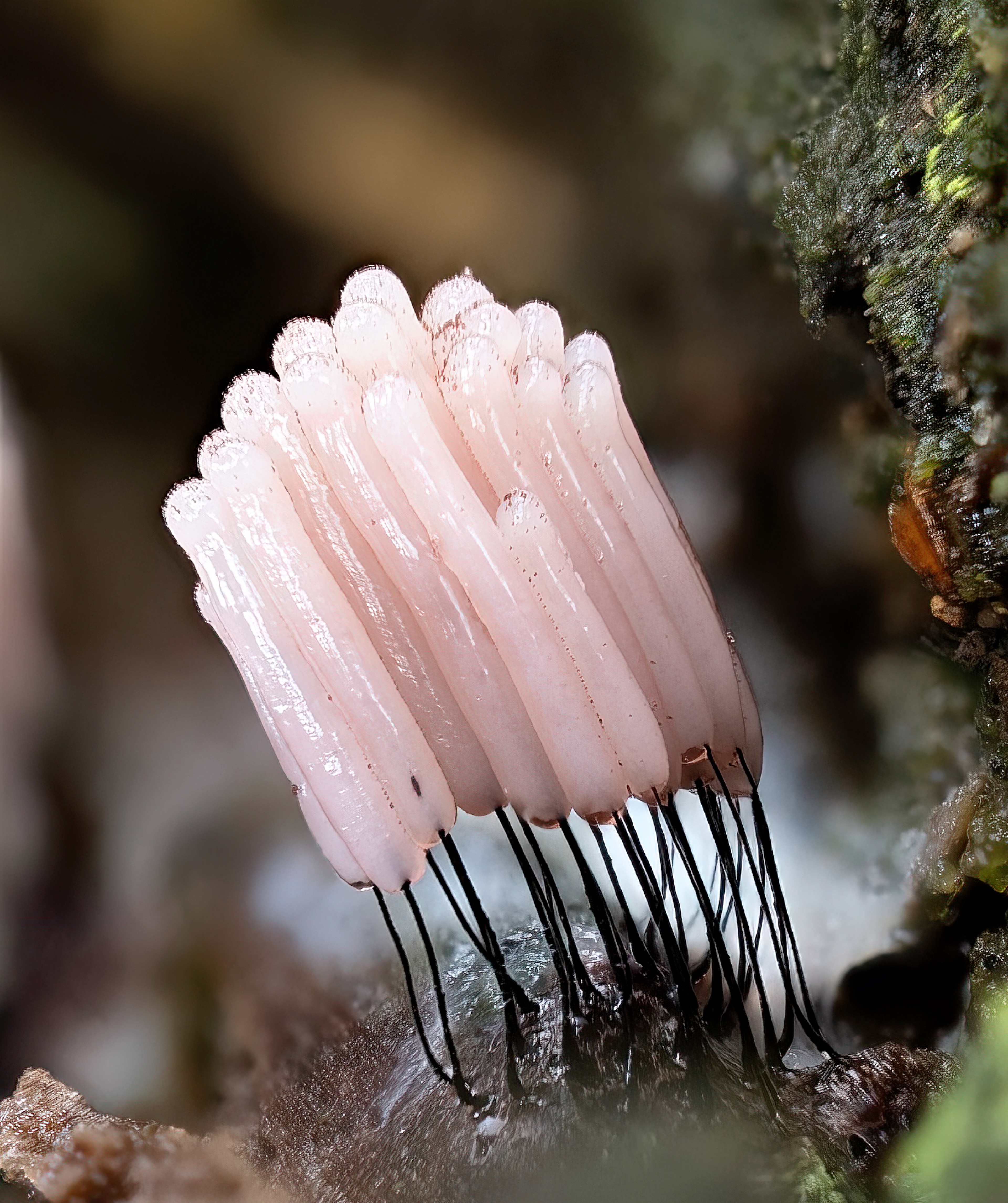 Stemonitis Fusca