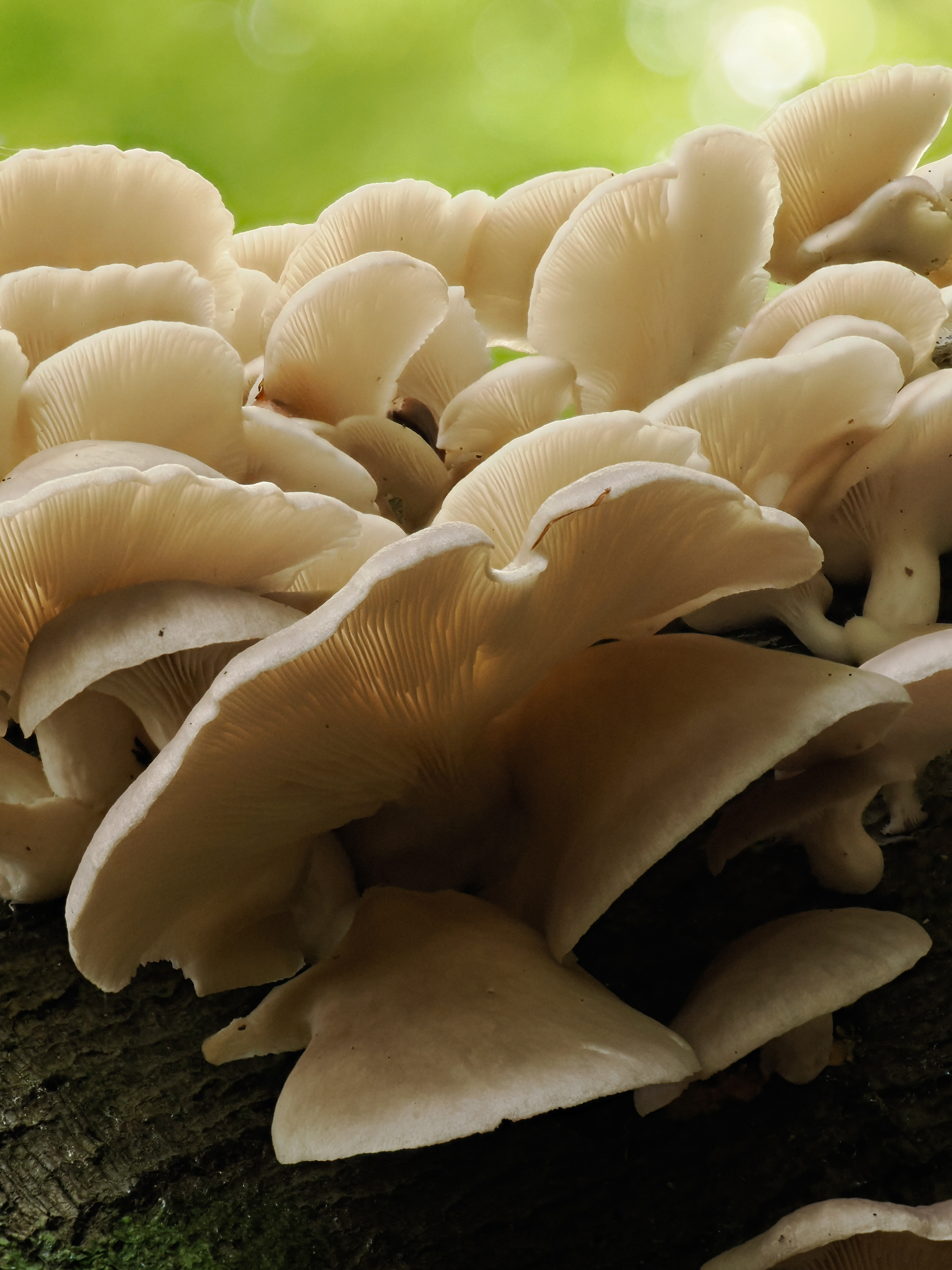 Oyster mushrooms