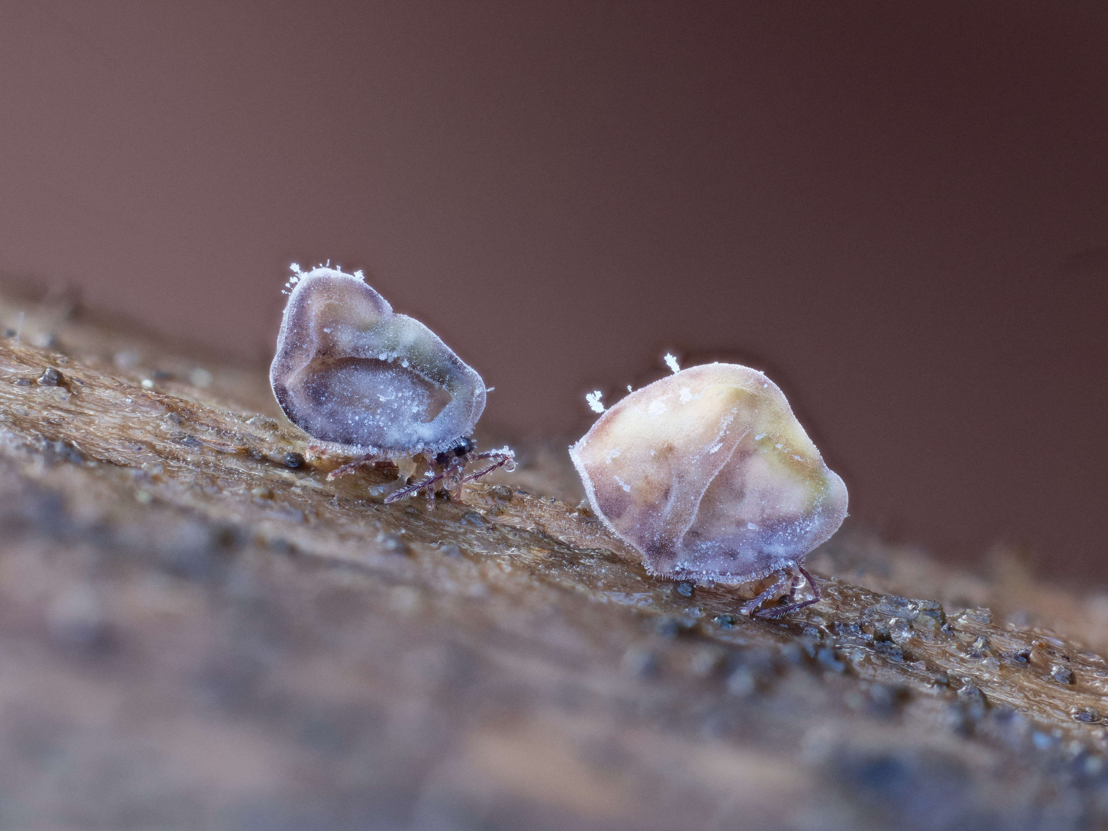 Two Little Mites