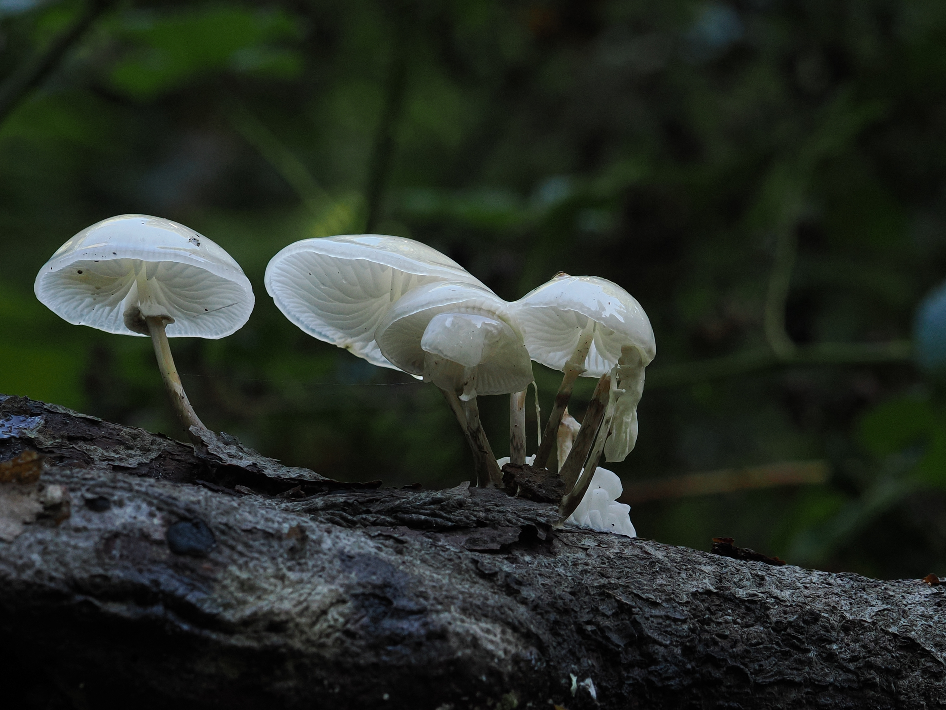 Porcelain mushrooms