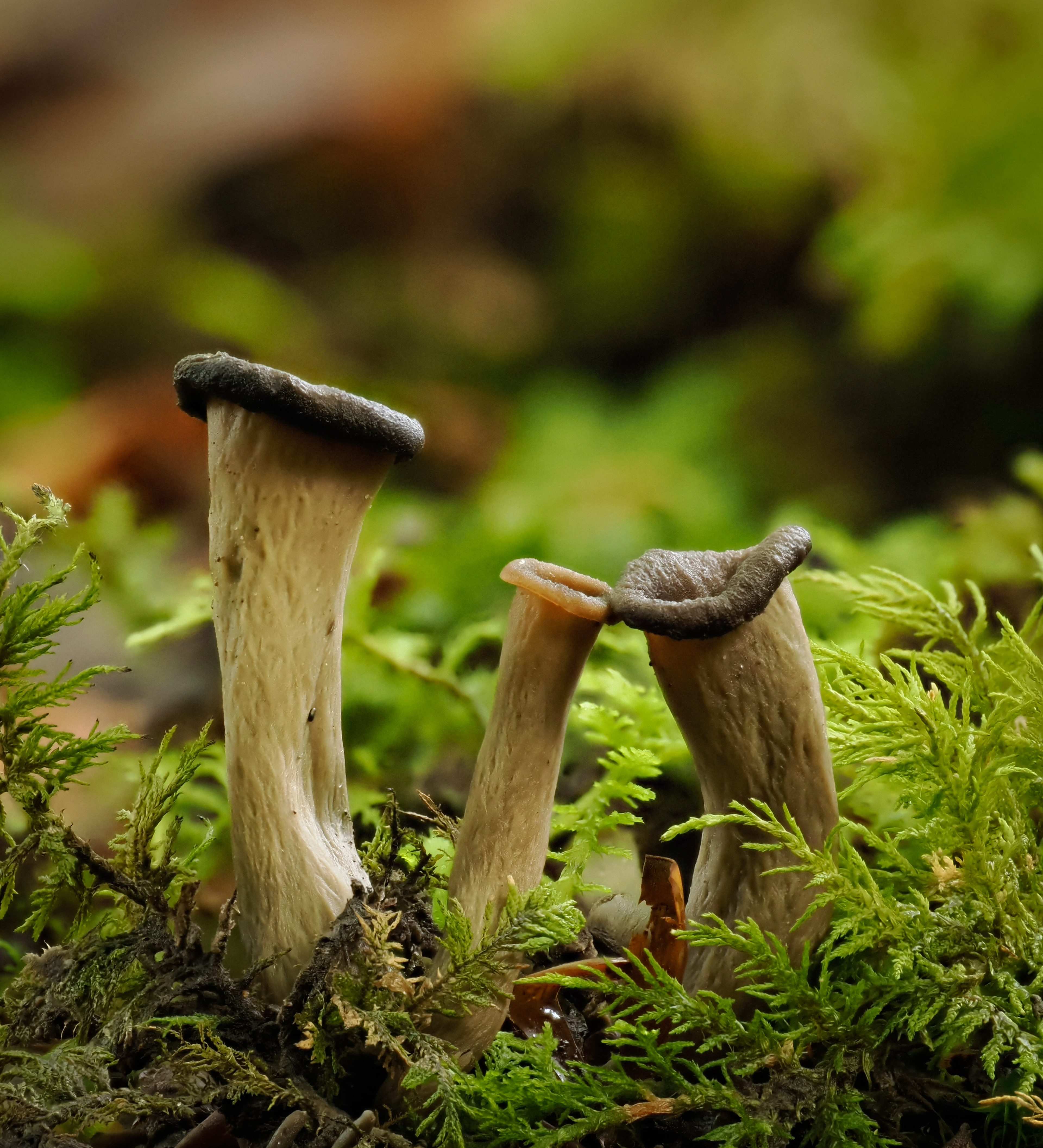 Trumpets