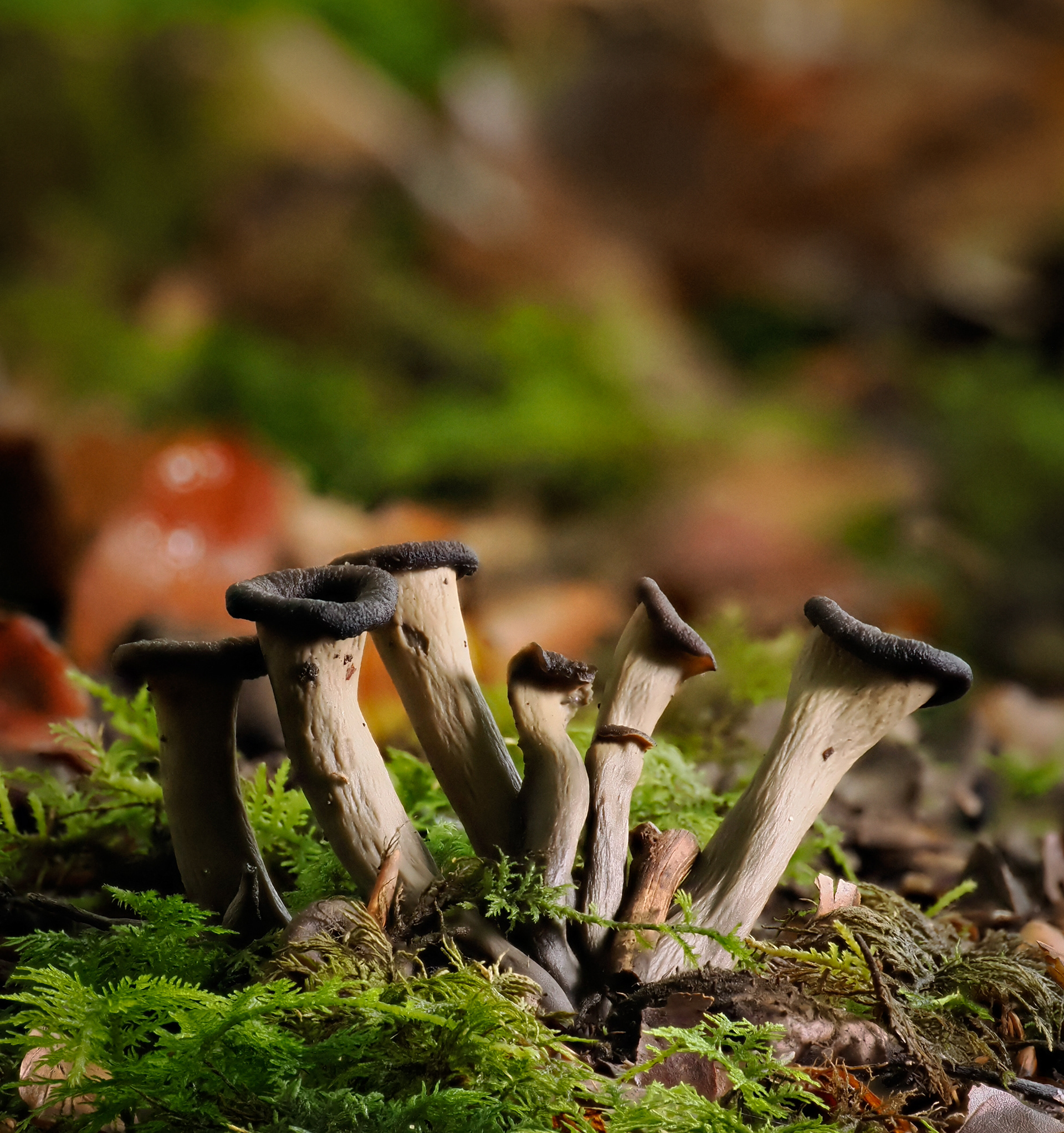 Trumpets