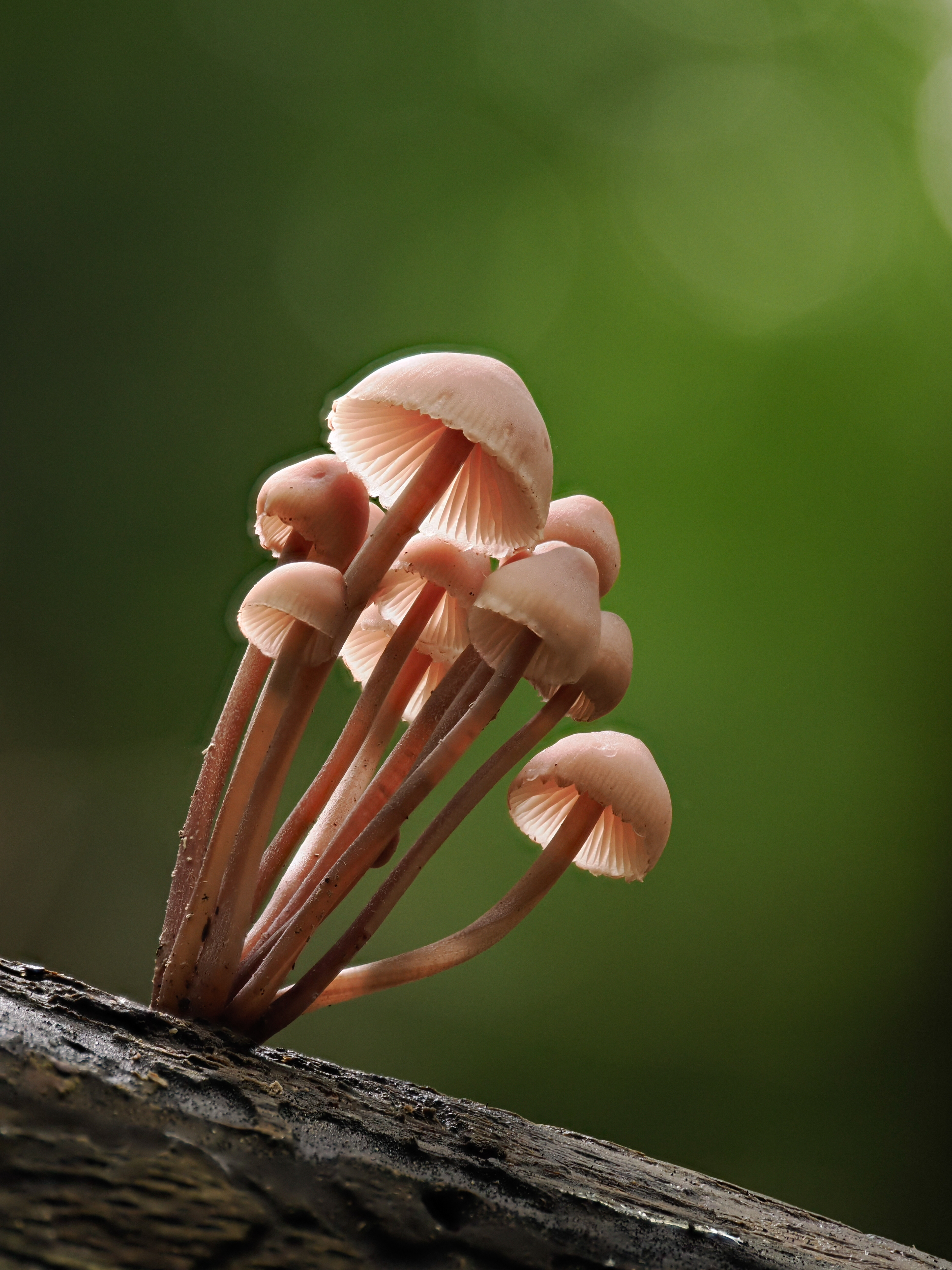 Bonnets