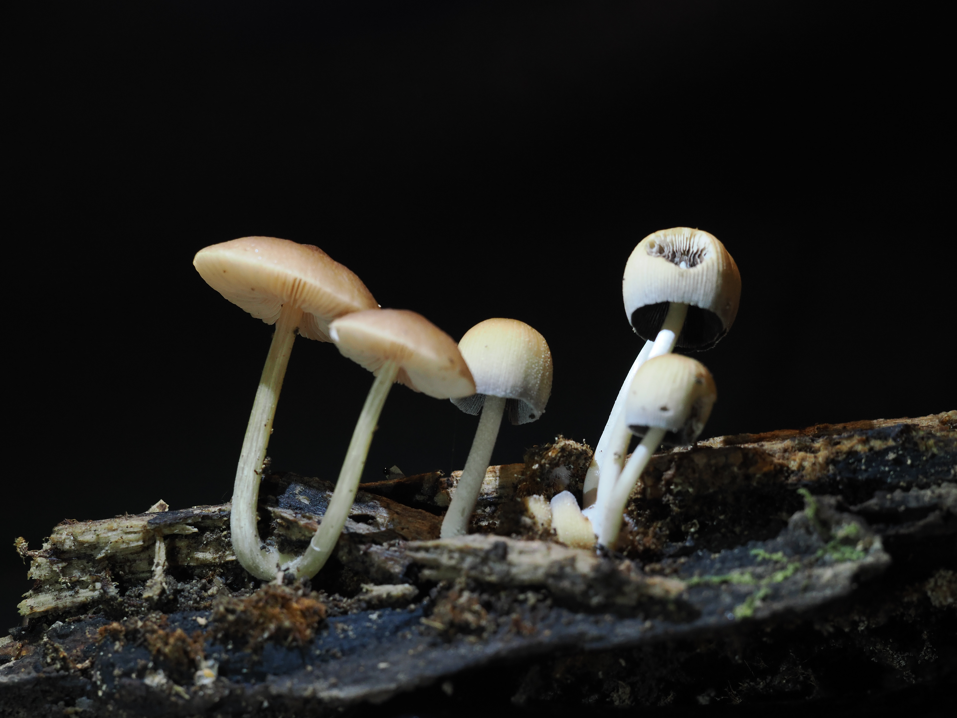 Common Gilled mushrooms