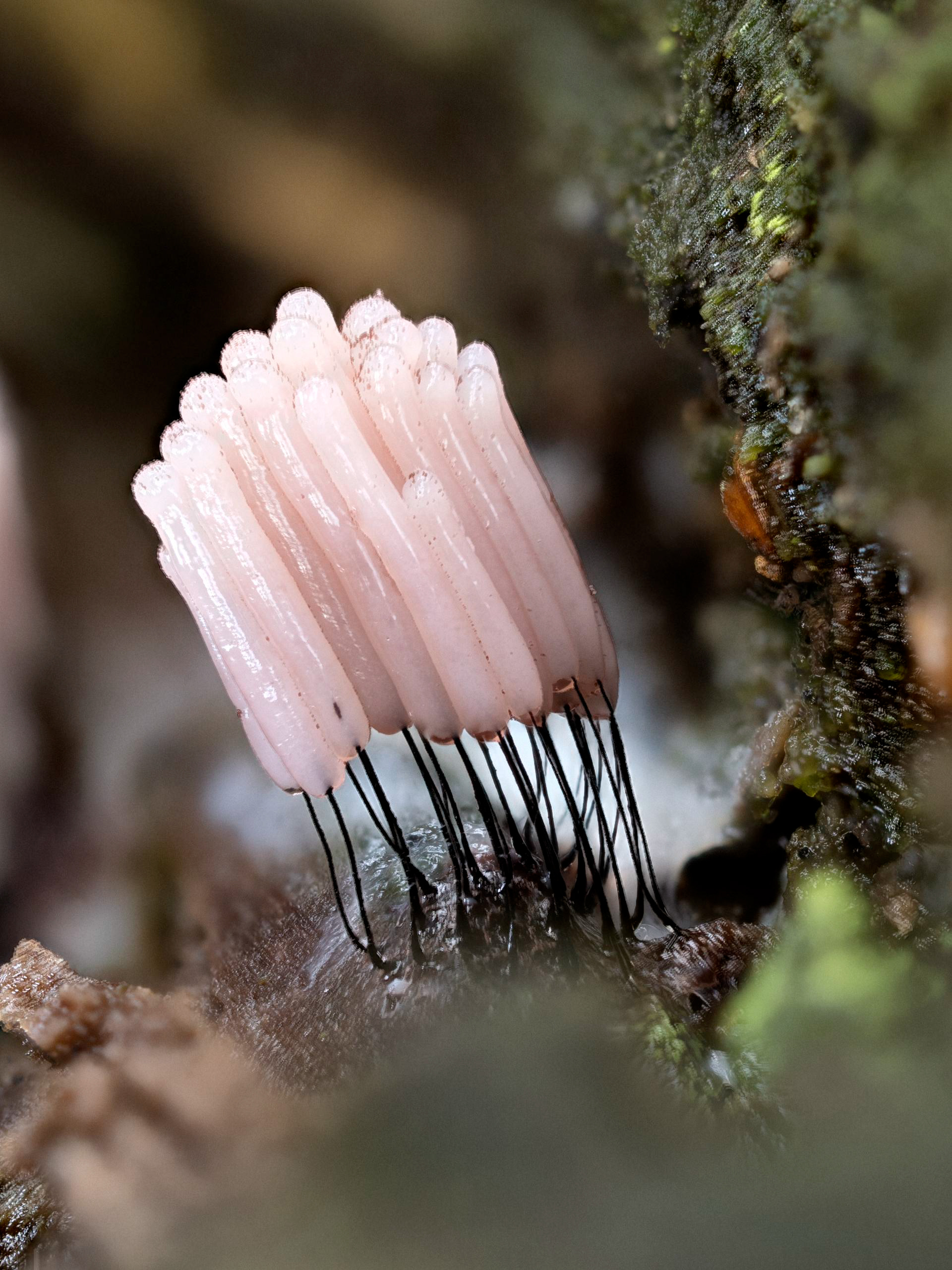 Stemonitis Fusca