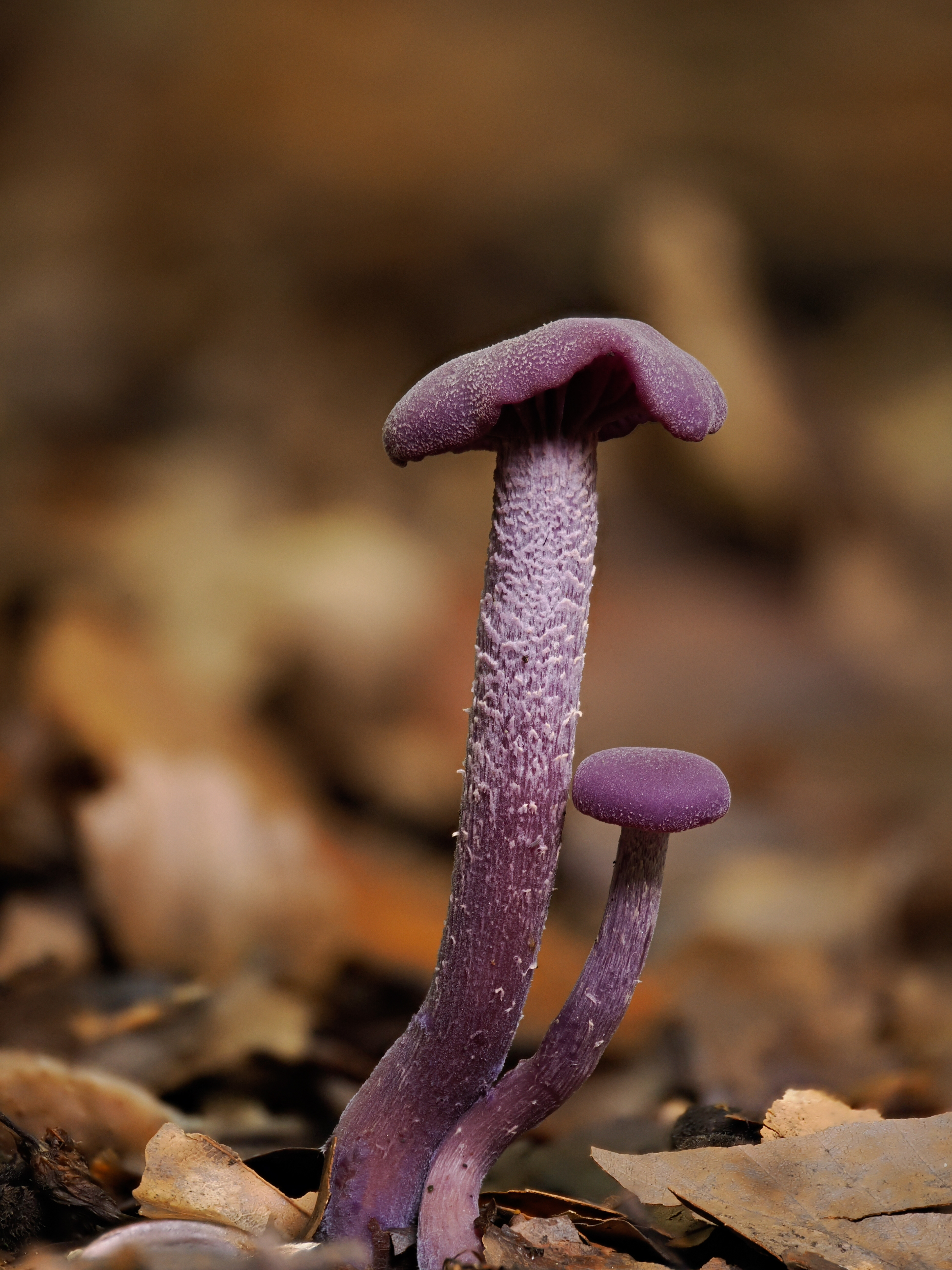 Amethyst Deceiver