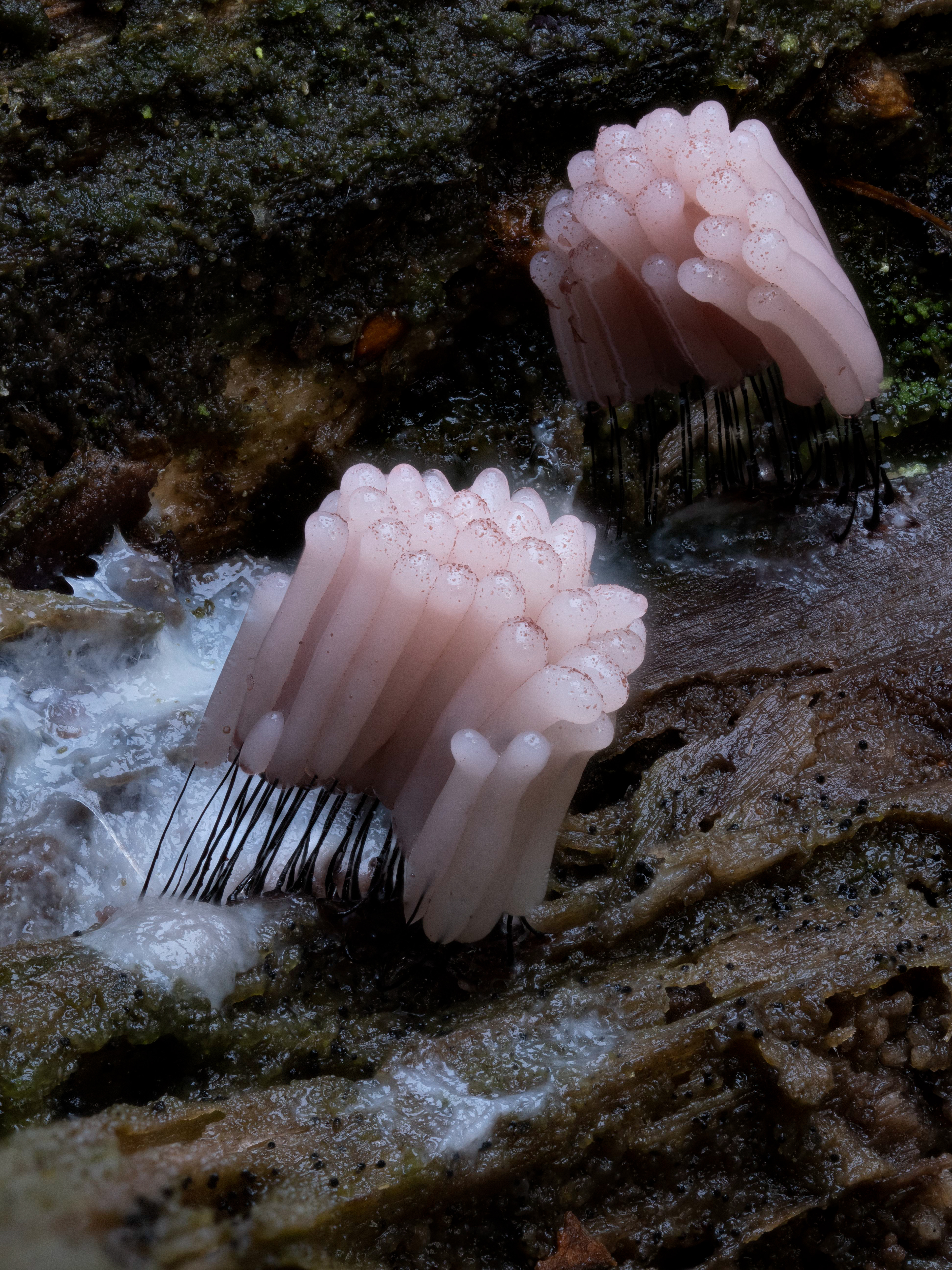 Stemonitis Fusca