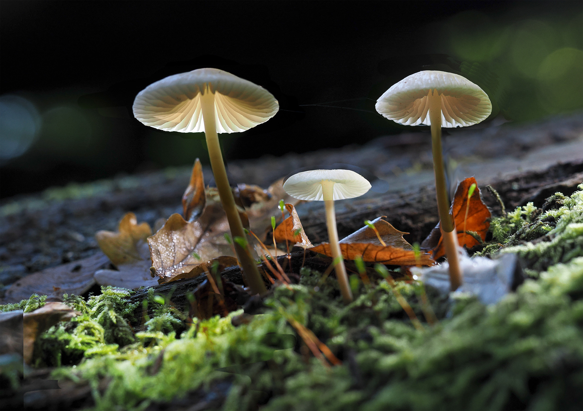 Marasmiineae