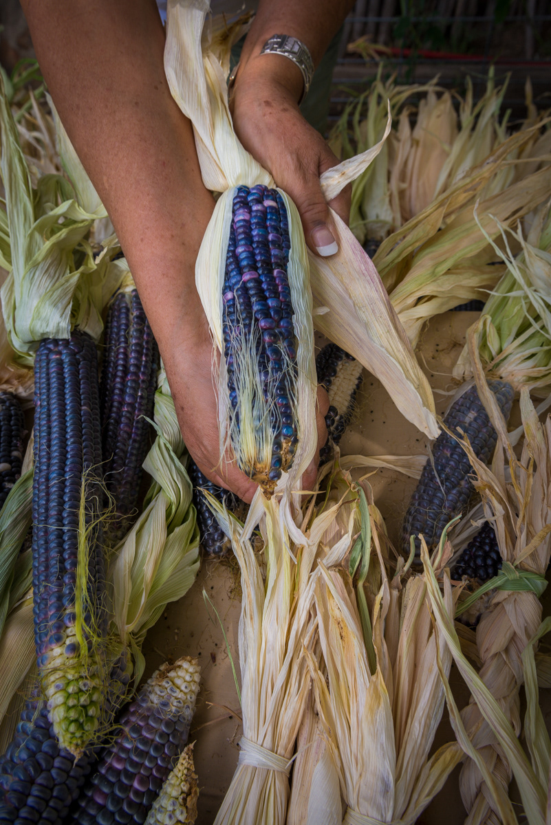 Hopi blue corn.