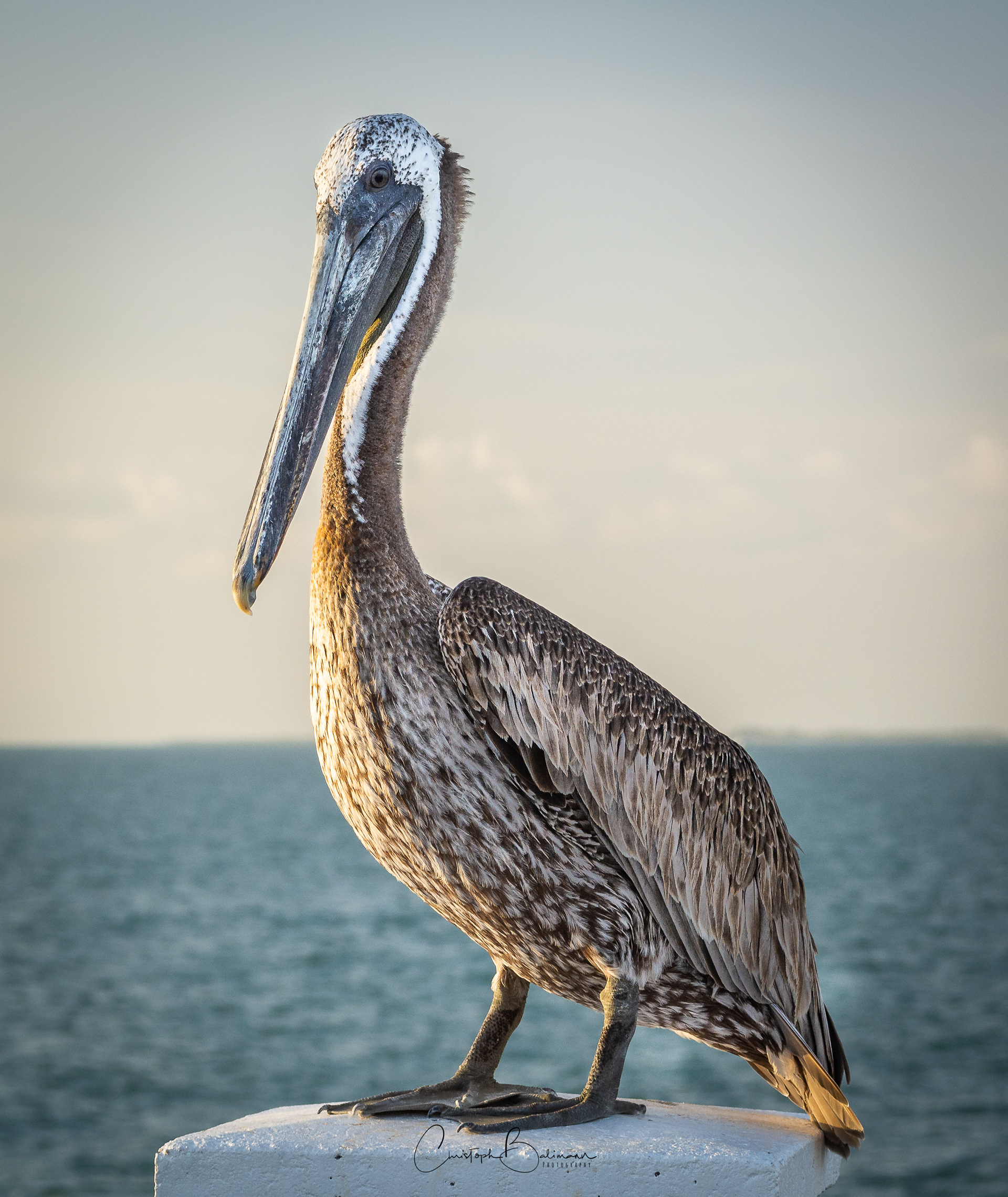 Pelican at Clearwater Beach
