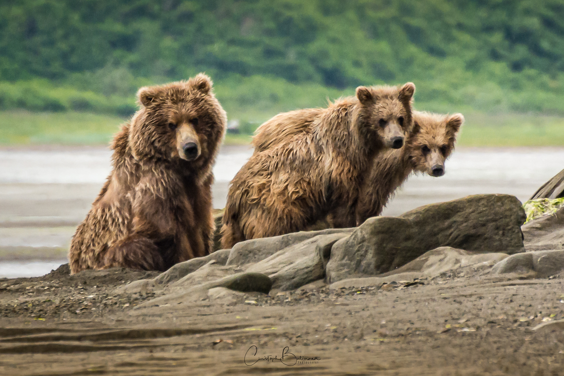 KatmaiNational Park Bears