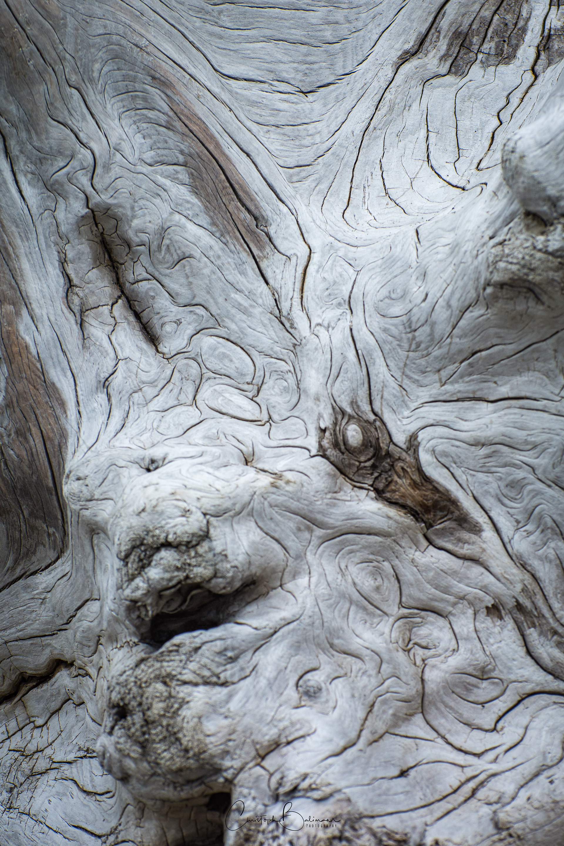 Driftwood at Katmai Alaska