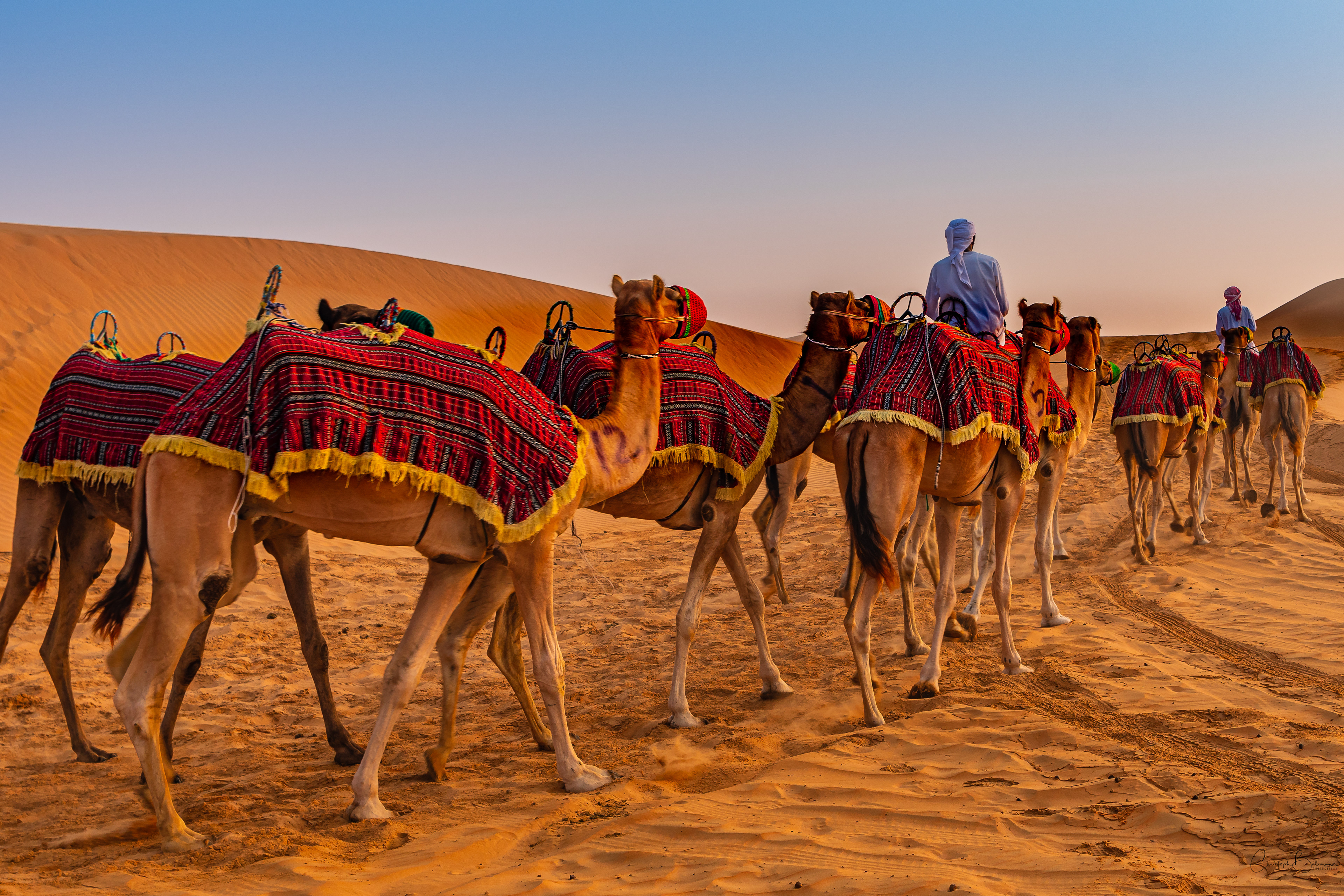 Camle in the desert