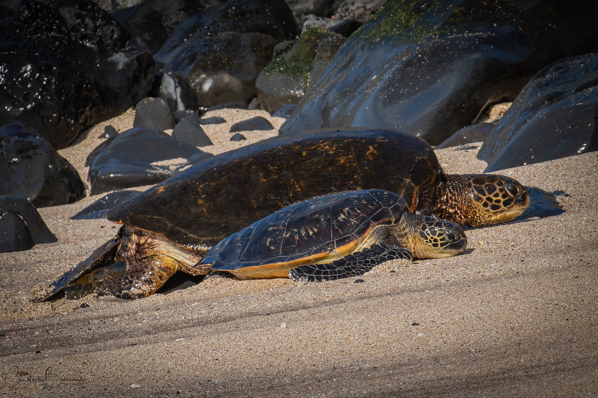 Sea turtles at Hookipa beach at Maui / Hawaii