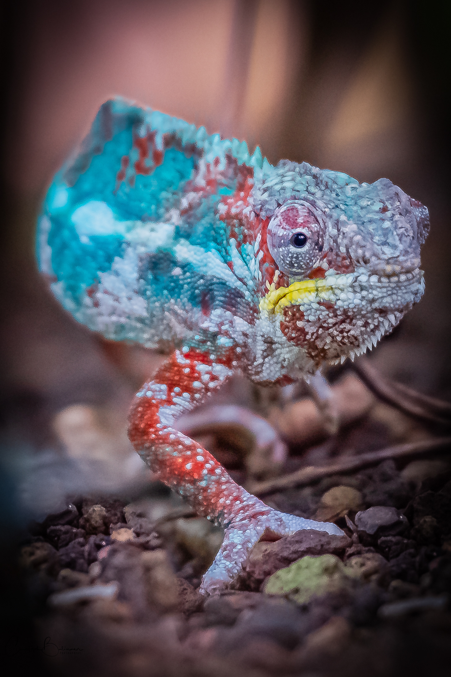 Chameleon @ Masoala Halle Zoo Zürich 