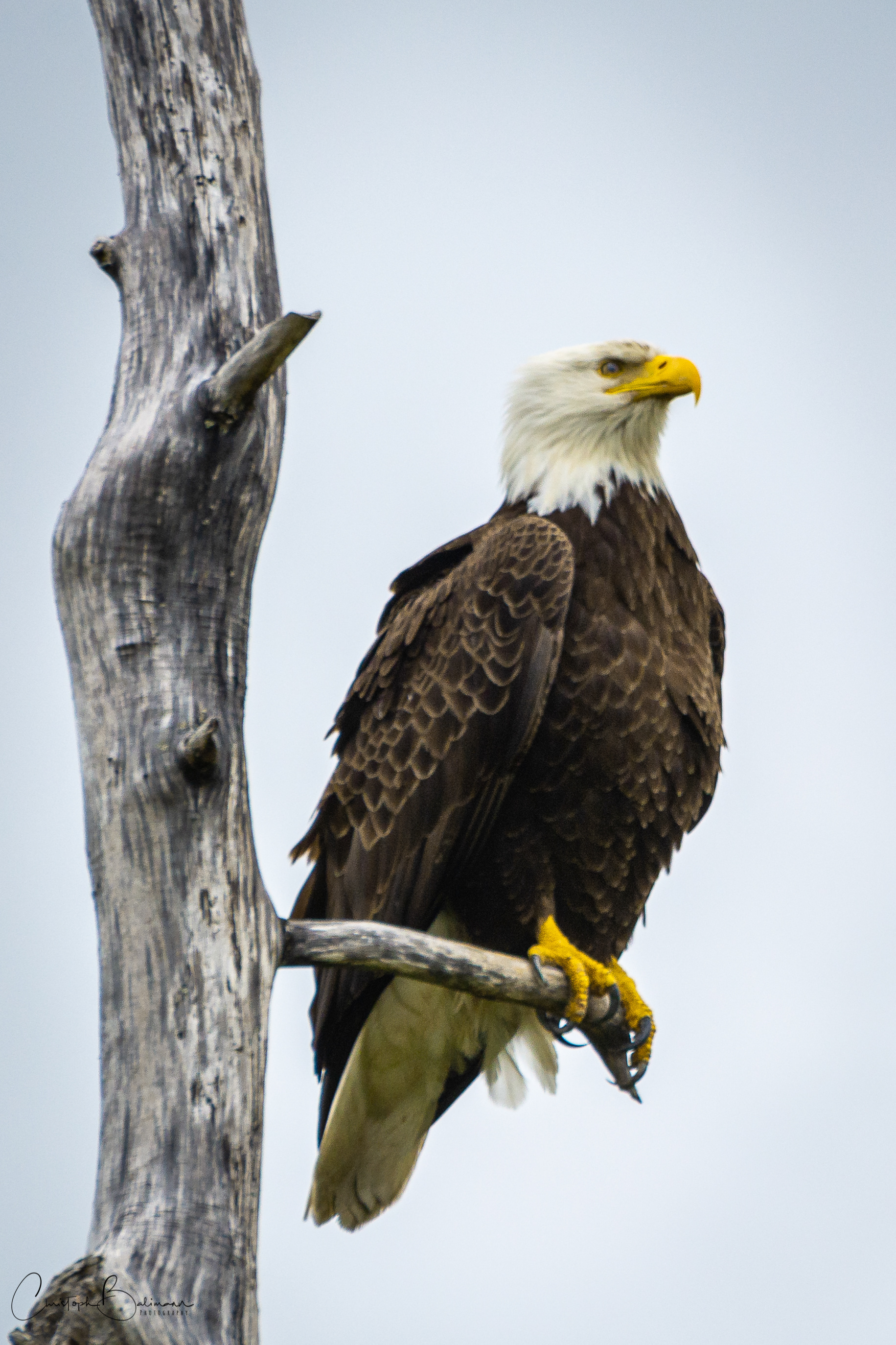 Alaska White Bald Eagle
