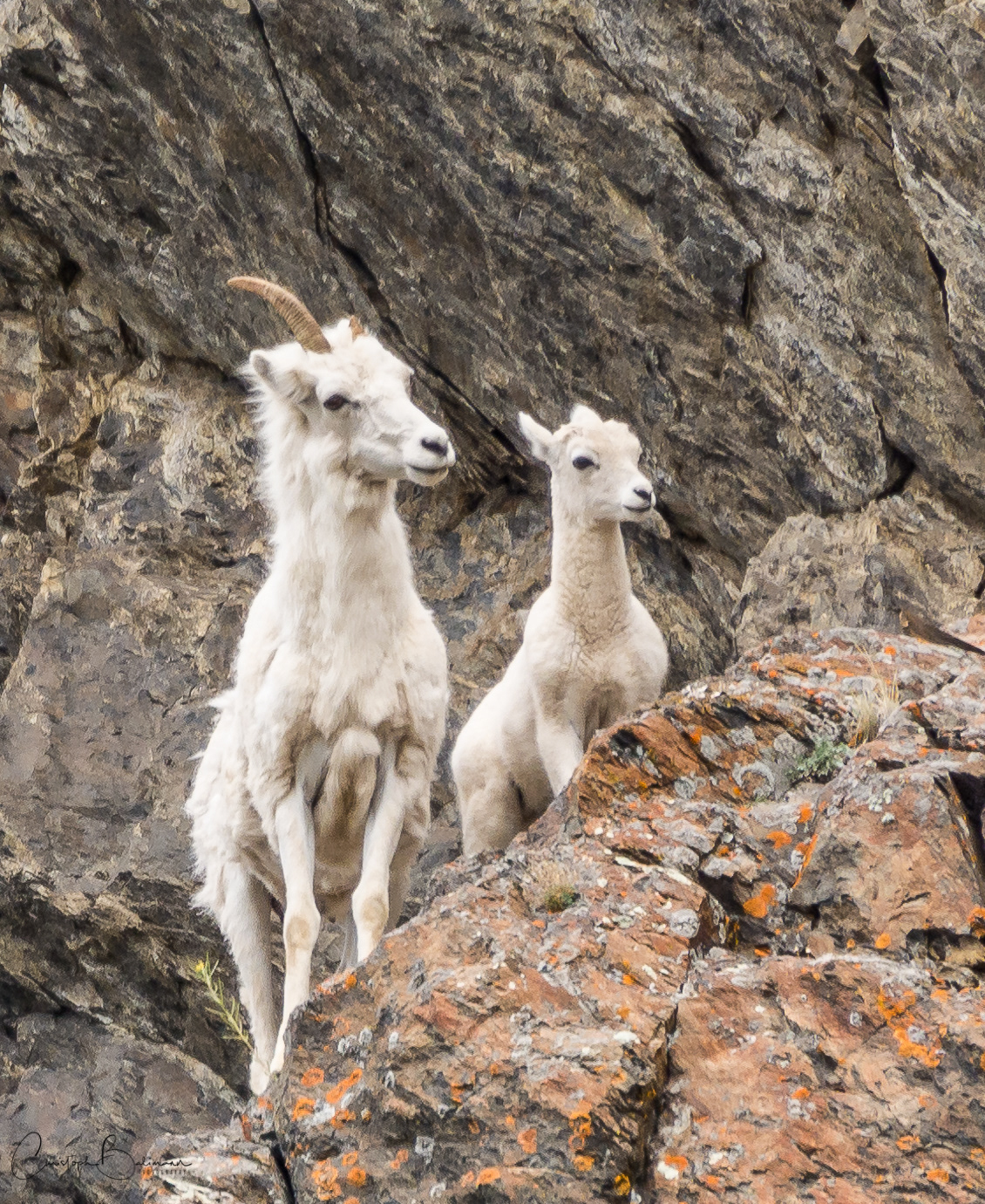 Alaska dall sheep mother with young dall sheep.